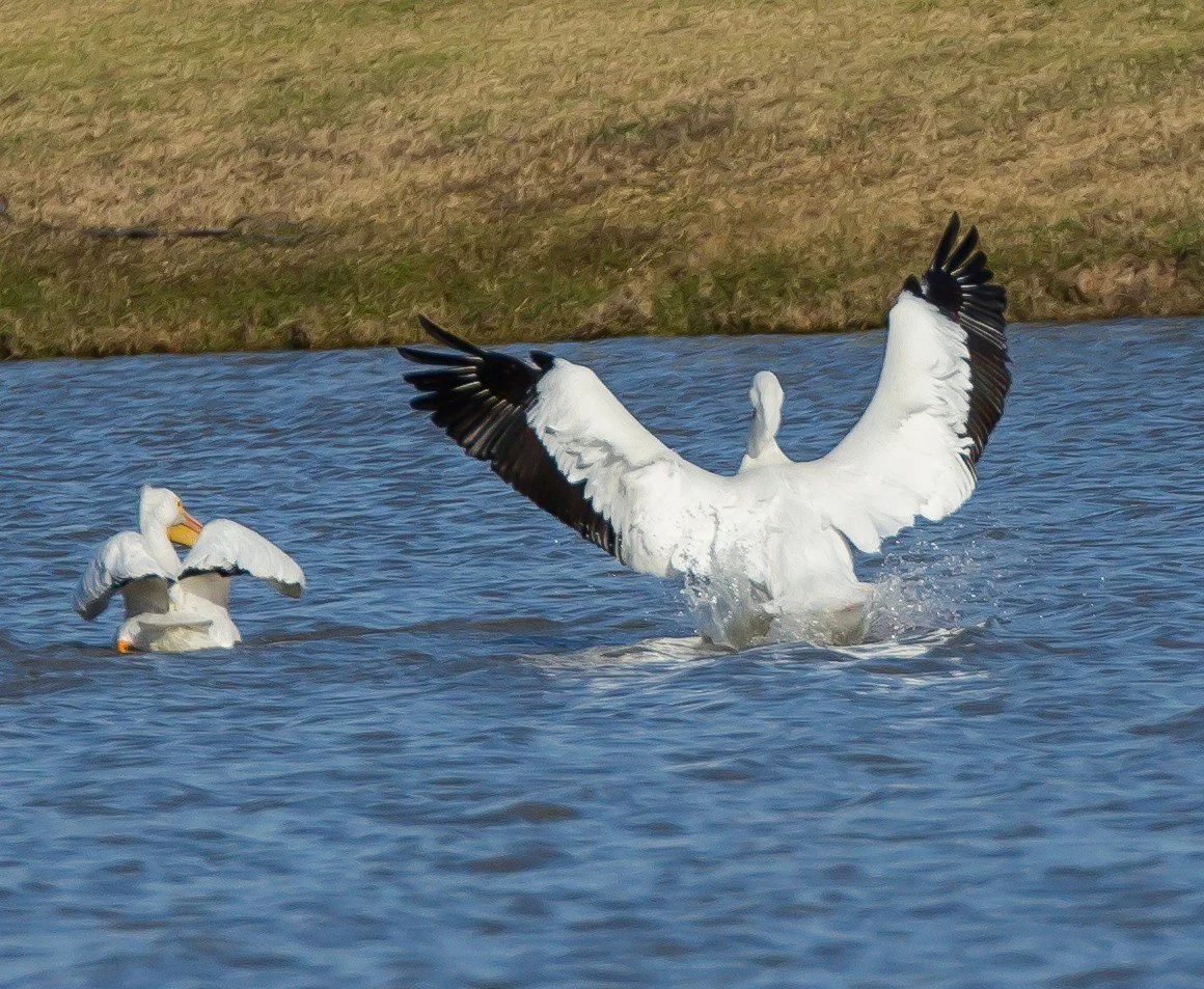 Crash Landing