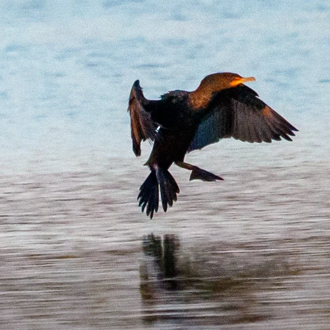 Black Wings