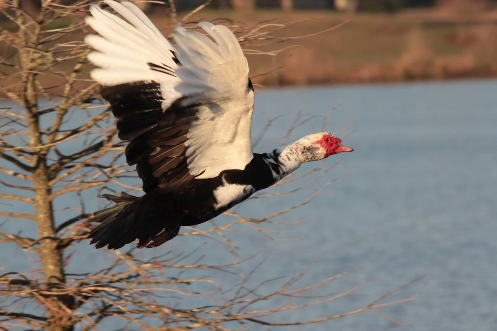 Muscovy Gold