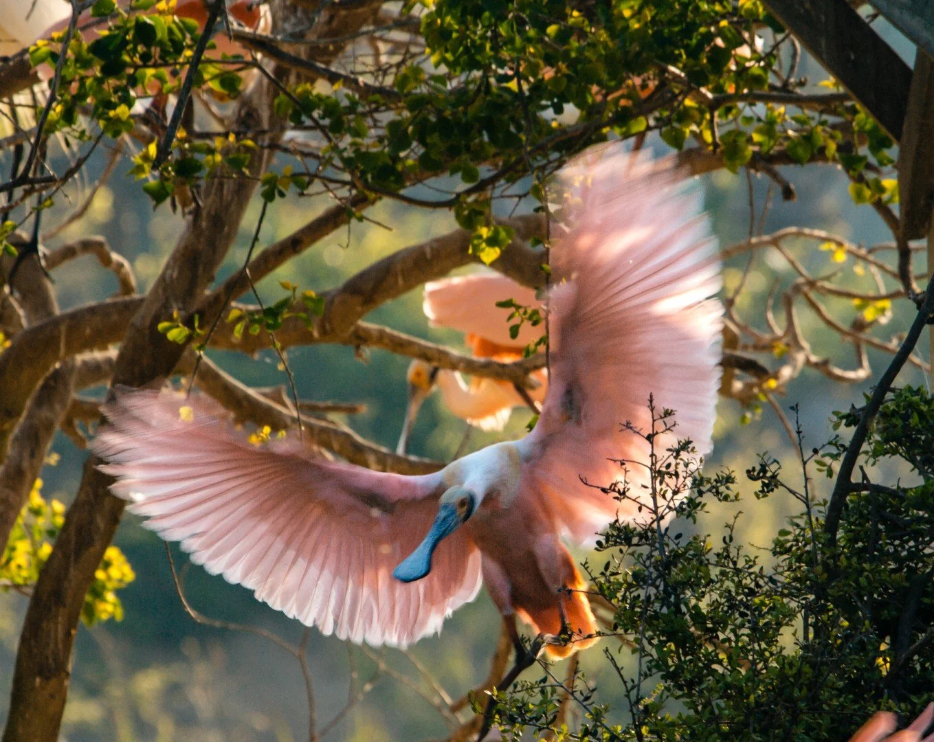 A pink roseate spoonbill bird with spread wings perched on tree branches amidst green leaves.