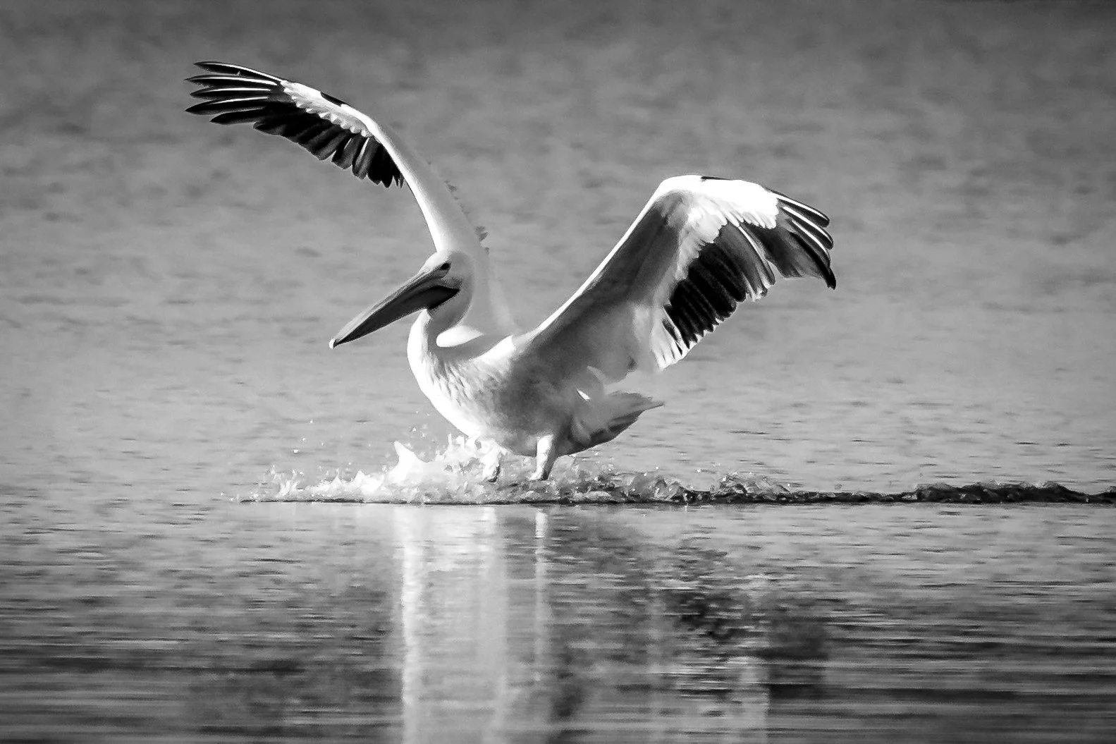 Pelican Down