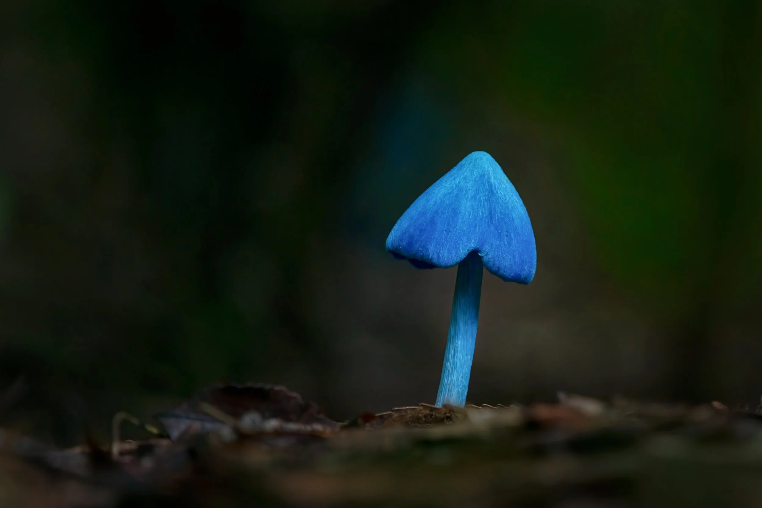 A close-up of a small, vibrant blue mushroom growing on the forest floor.