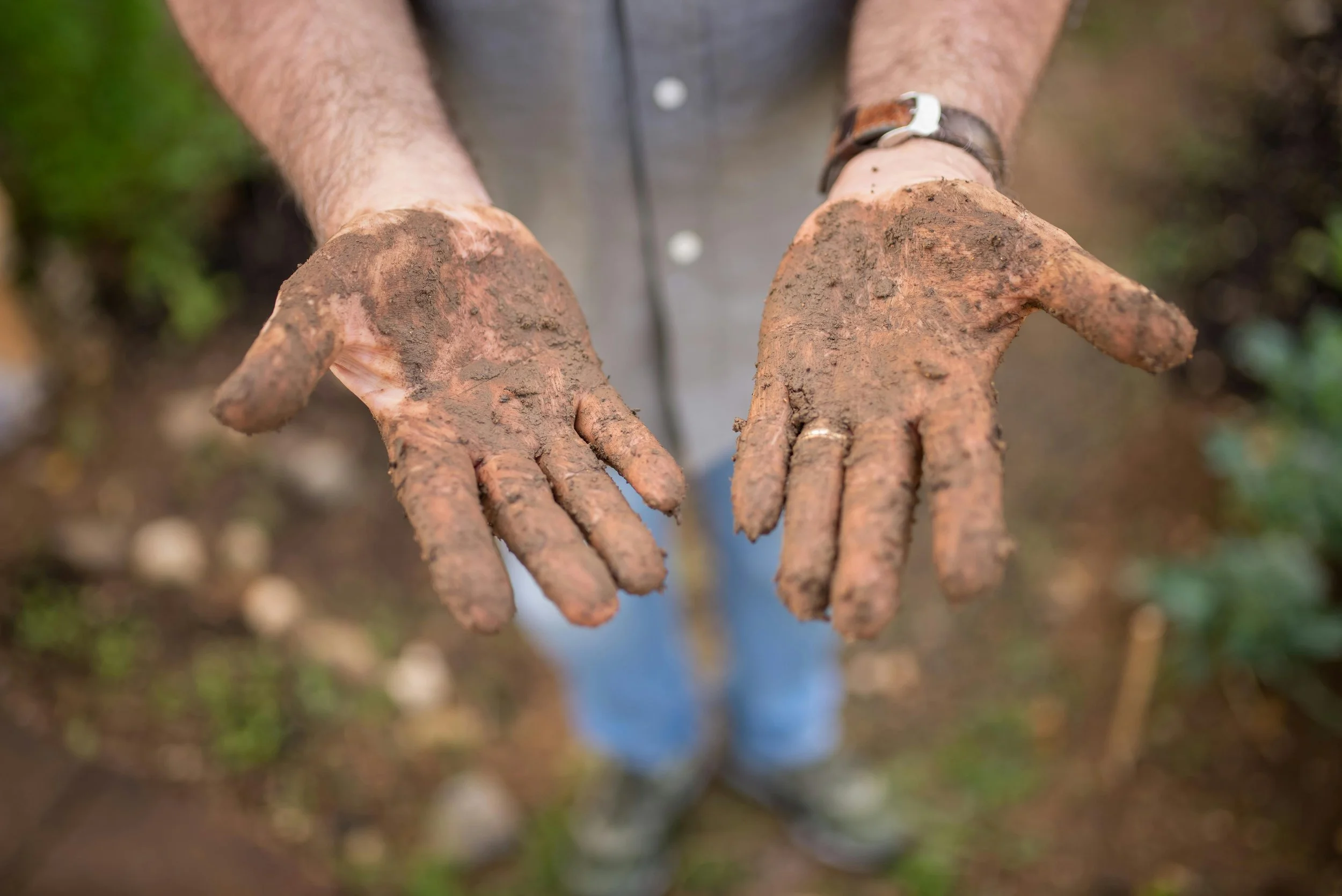 Close-up of muddy gloved hands holding a clump of freshly dug soil, outdoors.