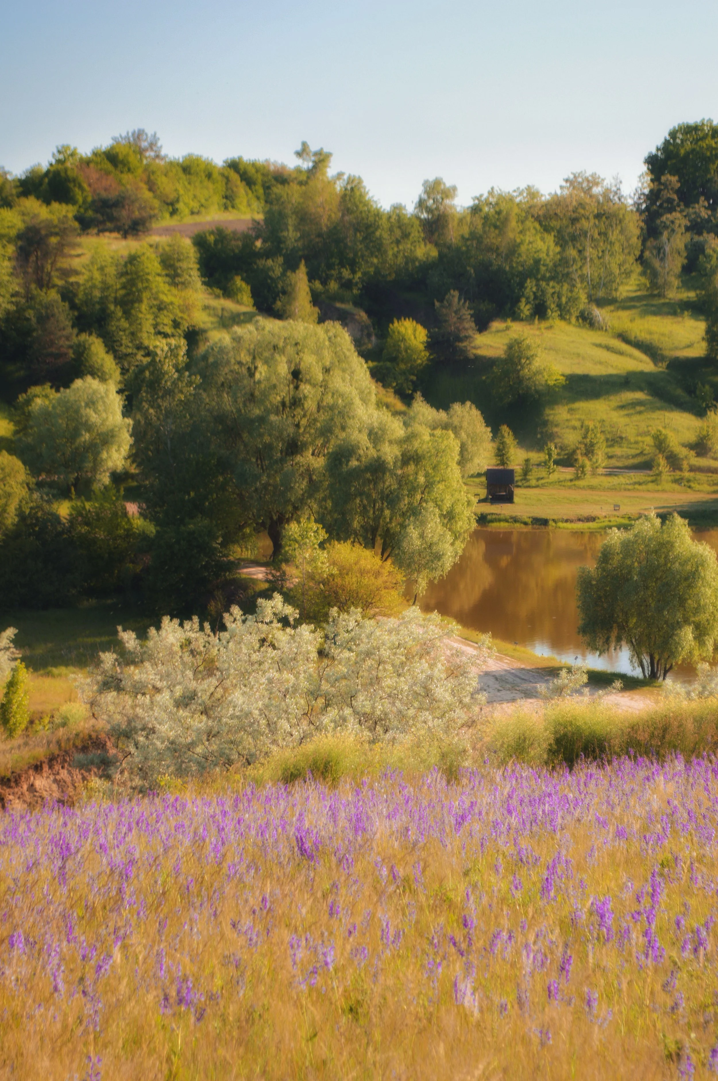 A scenic landscape with a wildflower meadow in the foreground, purple flowers, a small pond, and rolling hills covered with trees under a clear blue sky.