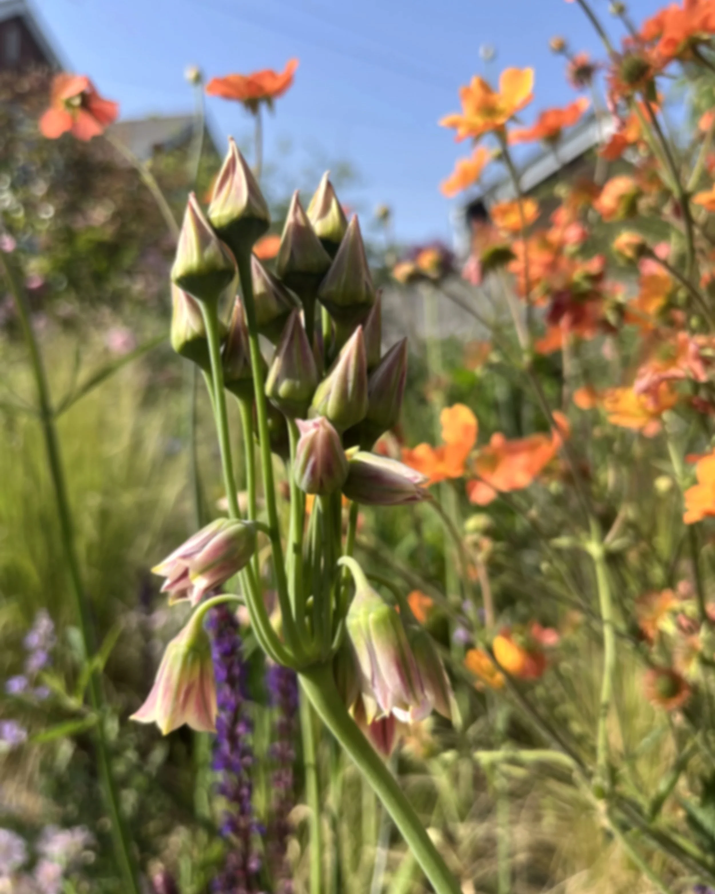 Close-up of flower buds with blurred orange and purple flowers in the background.