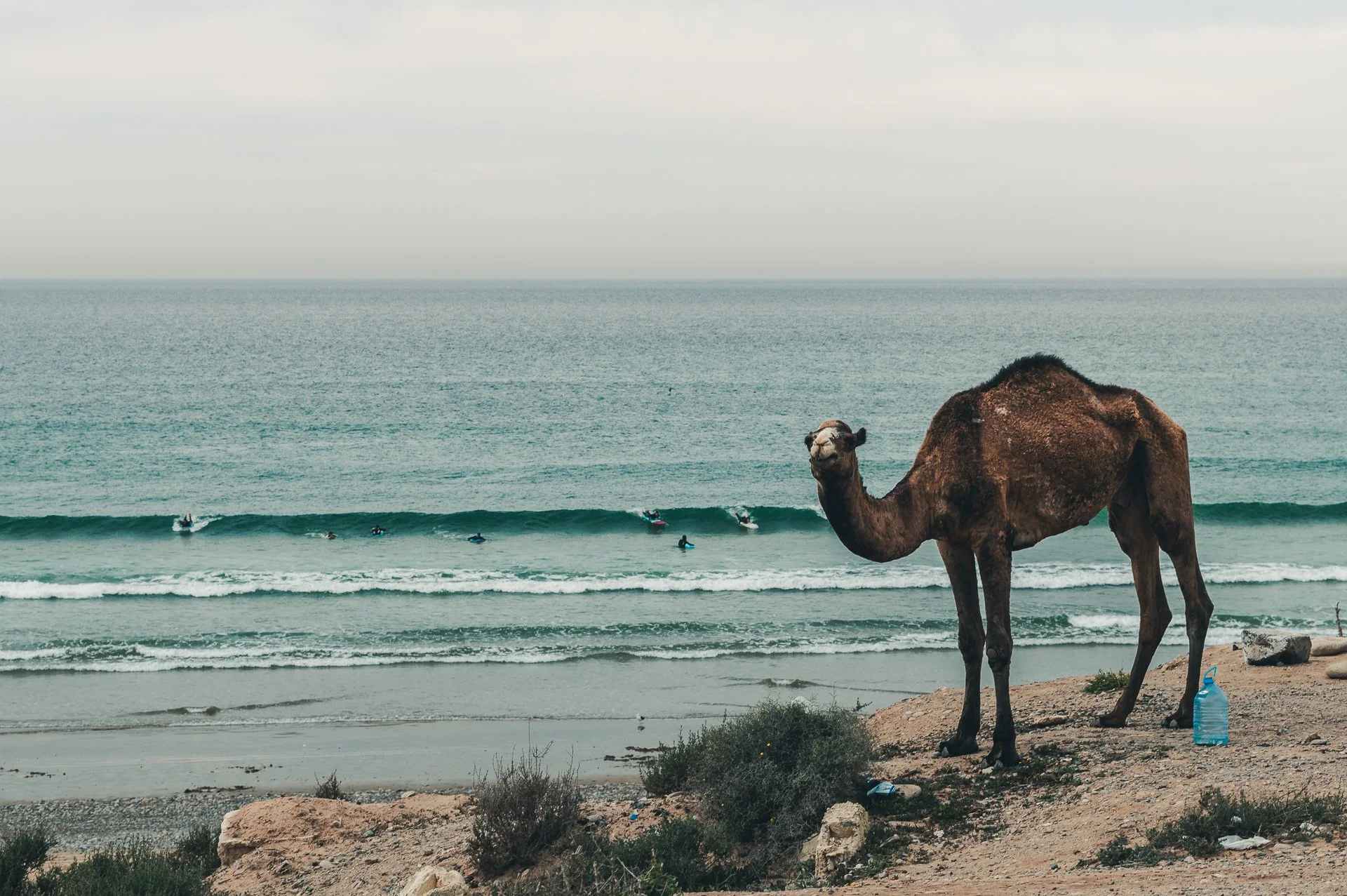 A camel standing on a sandy beach near the ocean with several surfers in the water and an overcast sky.