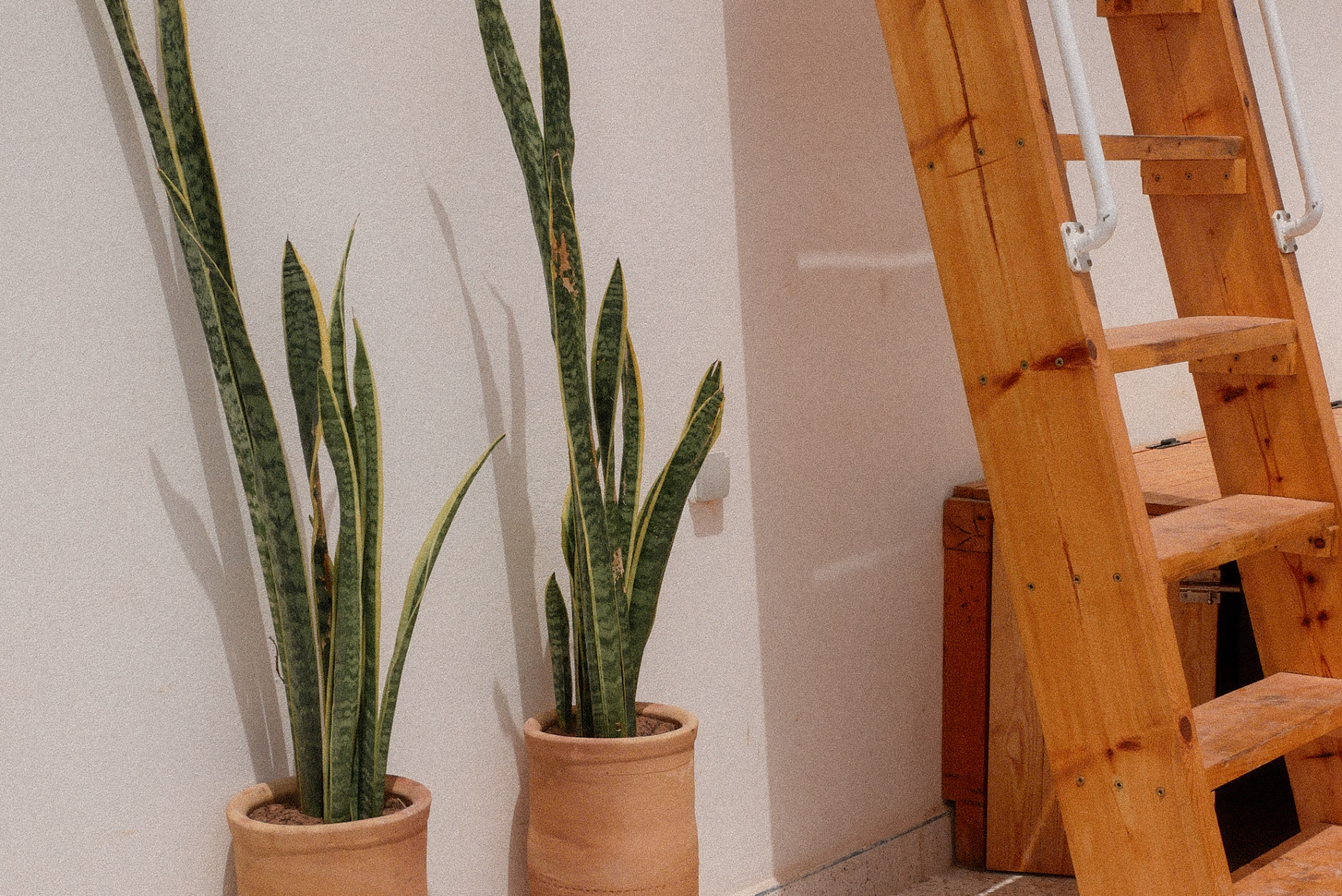 Two potted snake plants on the floor next to a wooden staircase against a white wall.