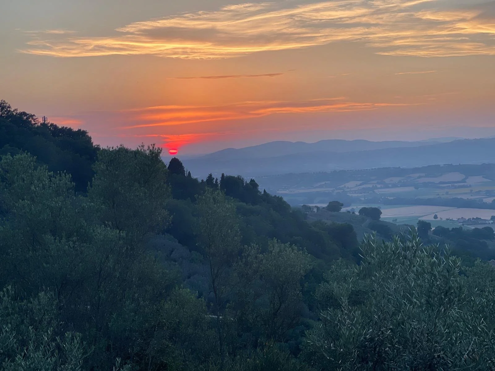 a sunset view of the San Gregorio olive grove