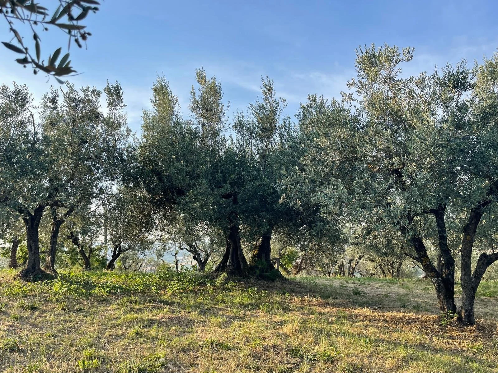 the olive grove