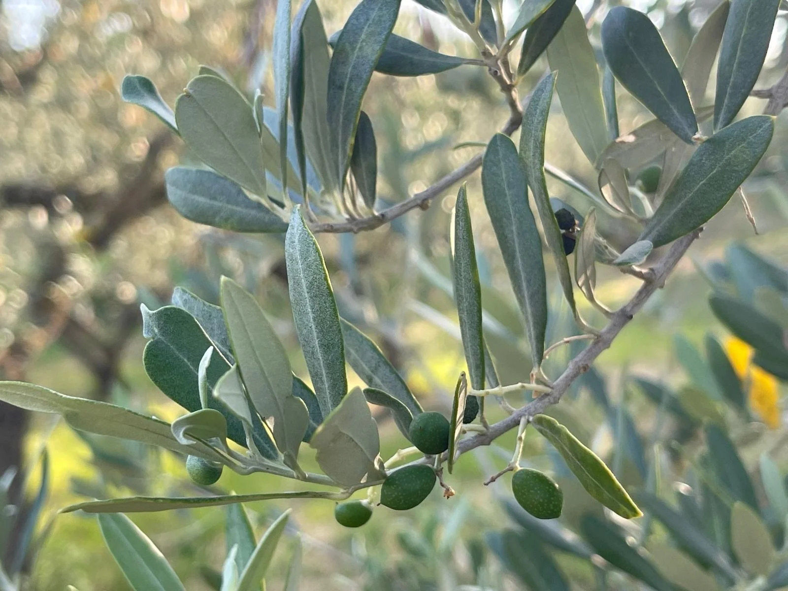 a close up image of our olive trees