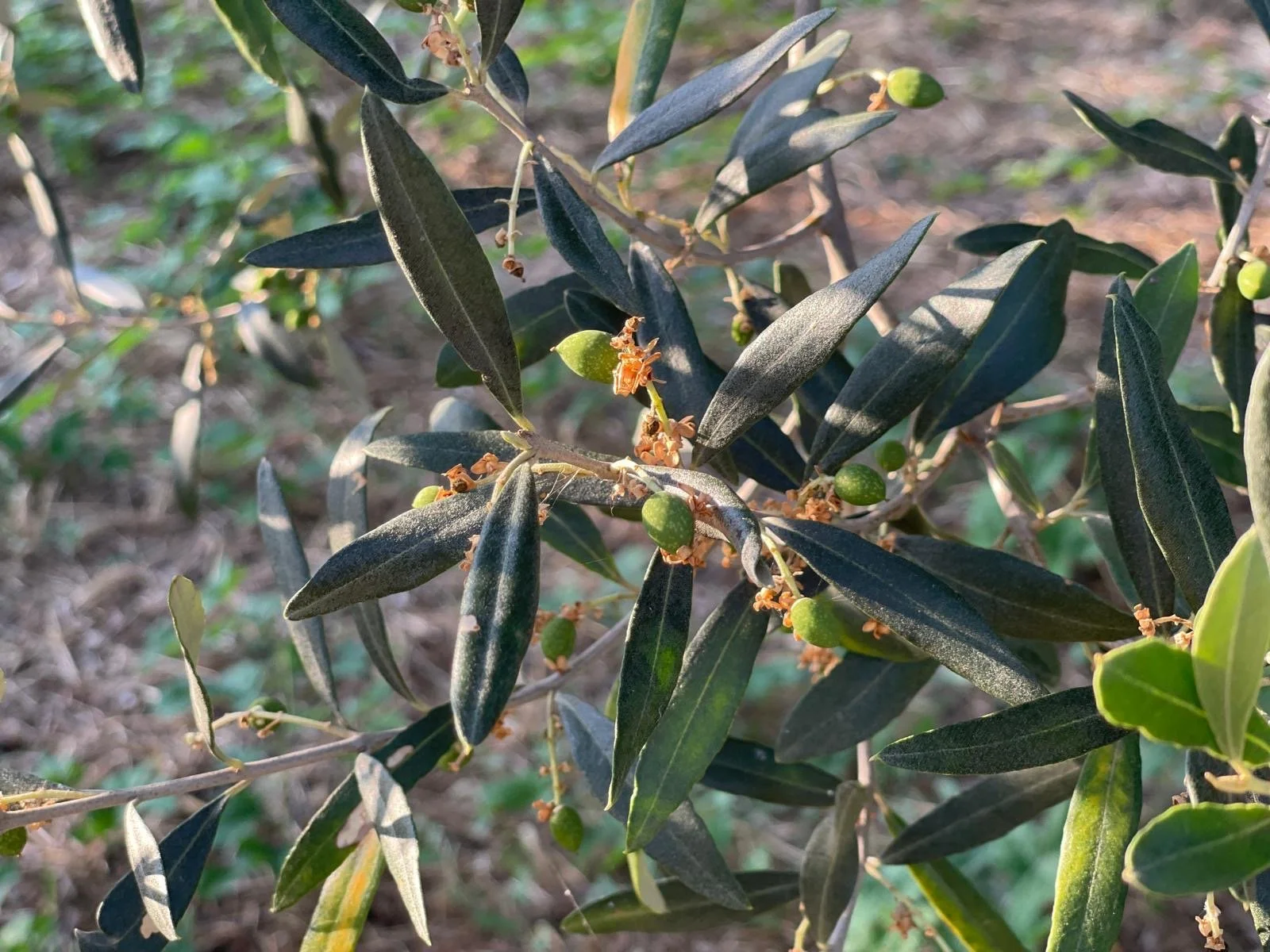 olive tree