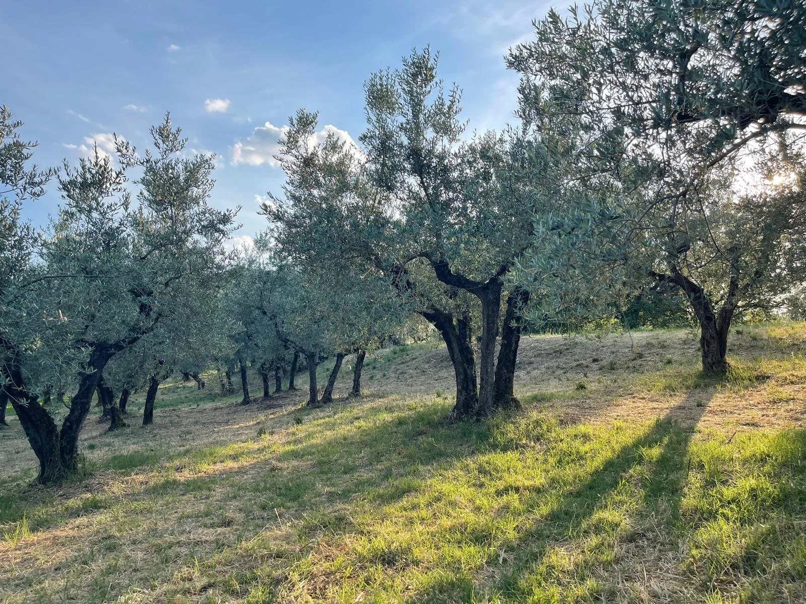 a picture of the San Gregorio olive grove