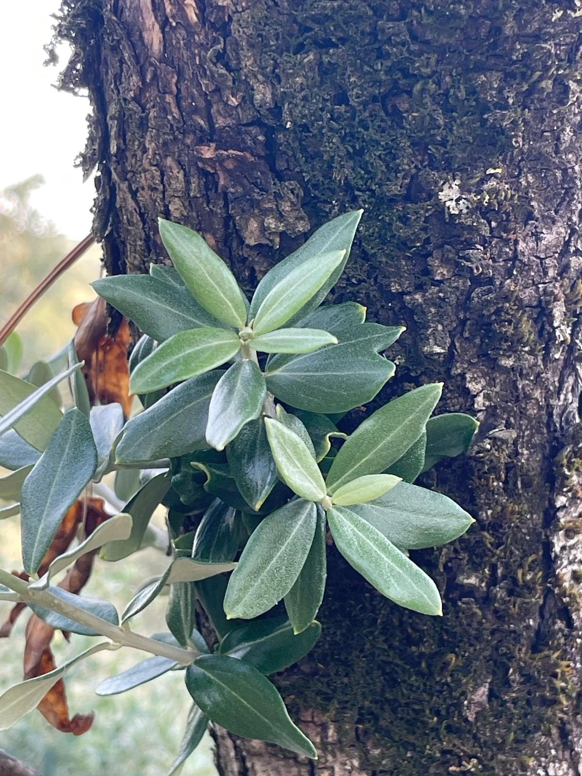 budding olive branches