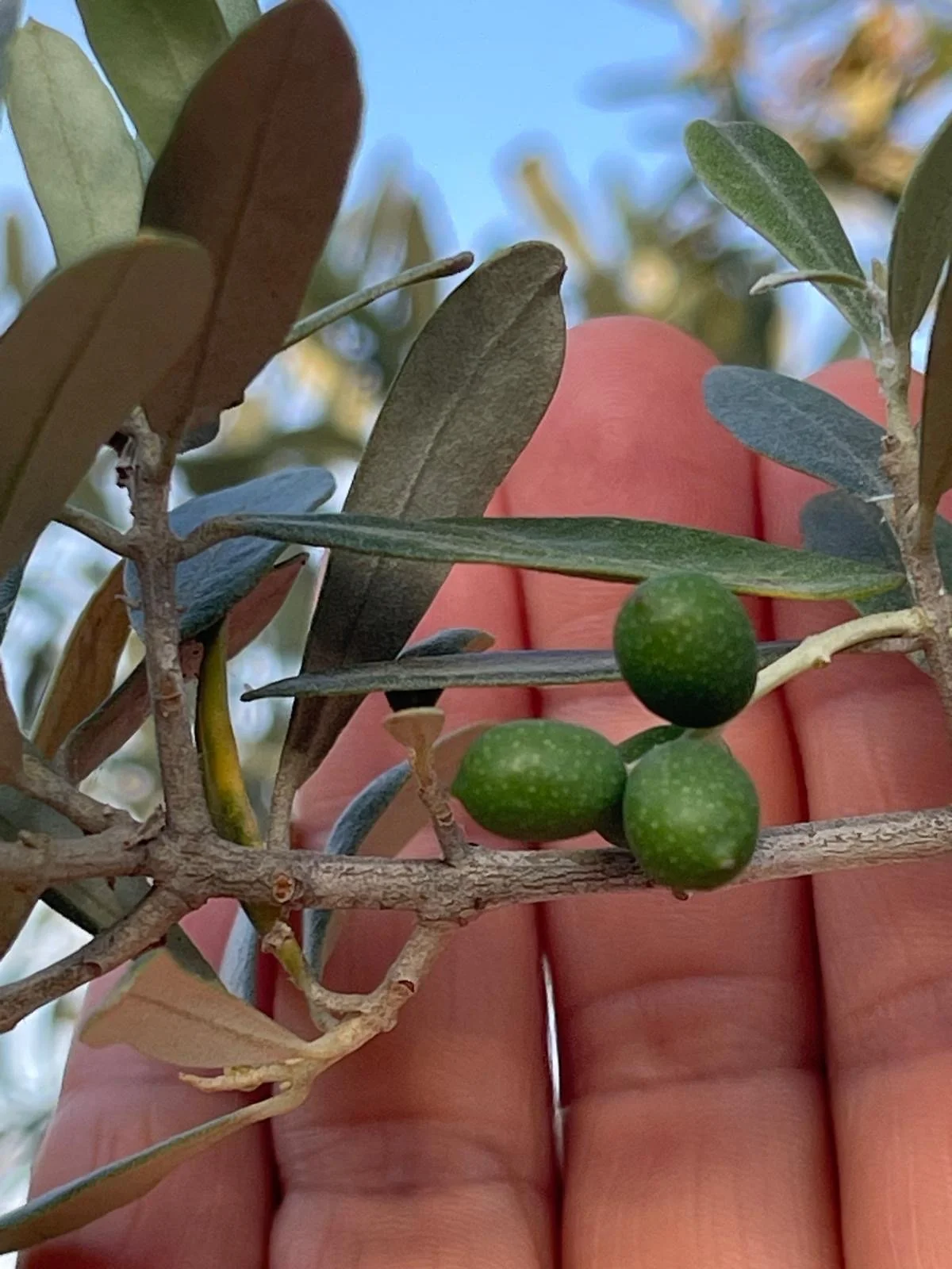 a hand picking olives