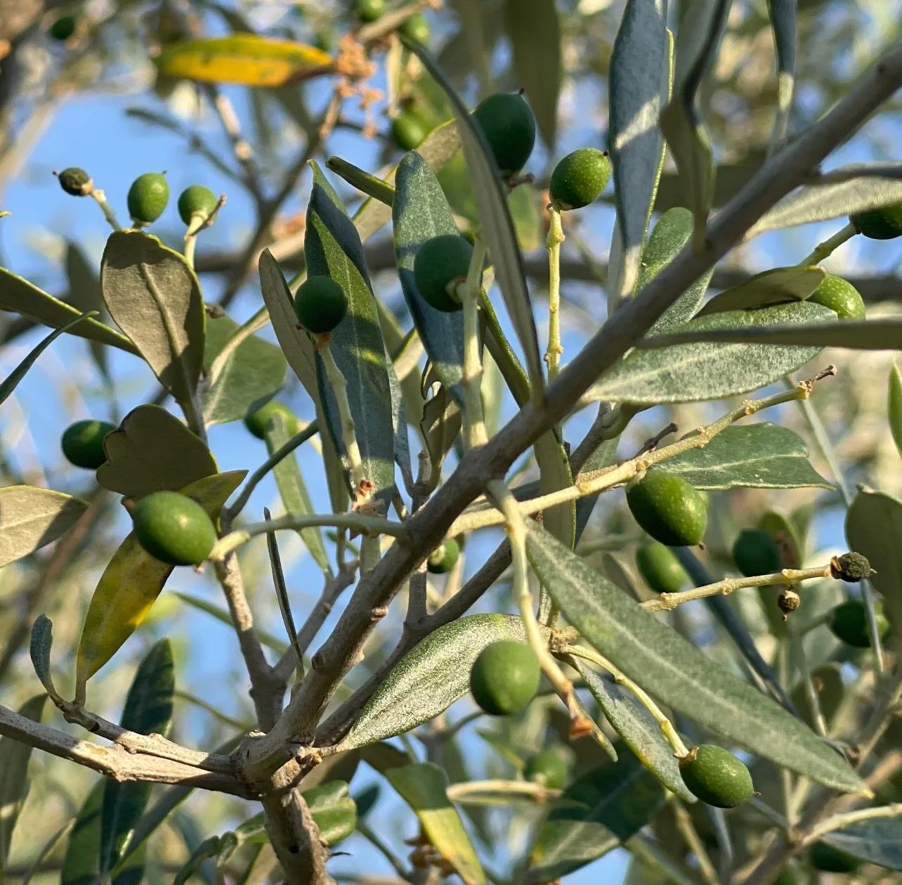 a close up of an olive tree