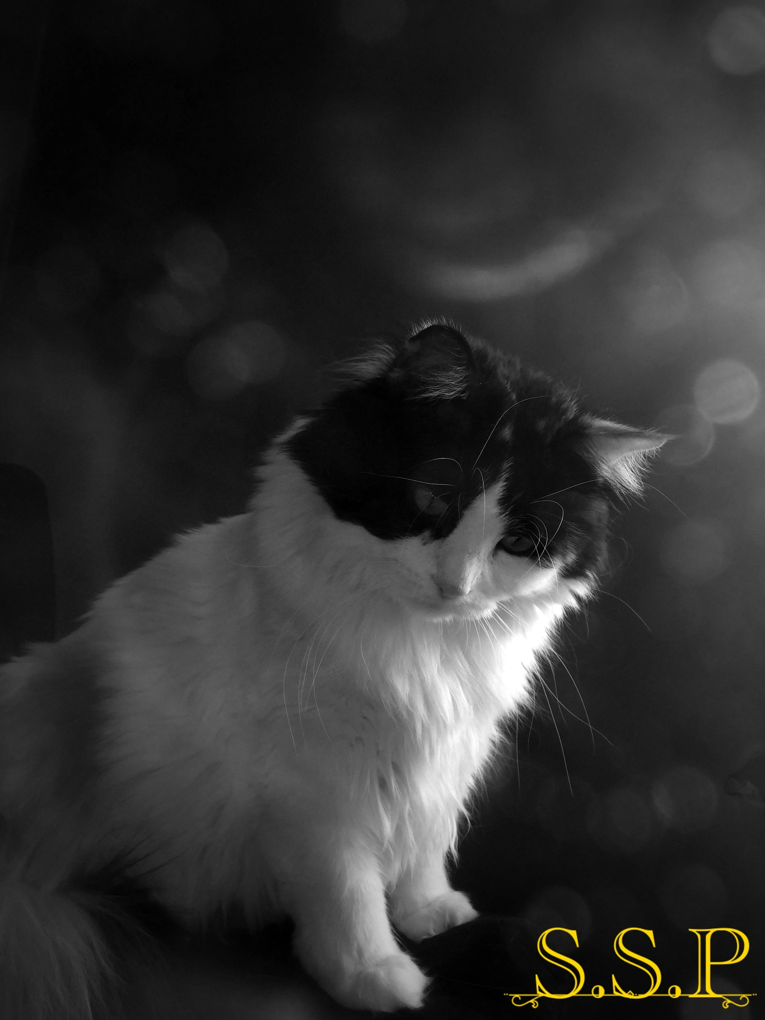 Fiona 3_Watermarked.jpg