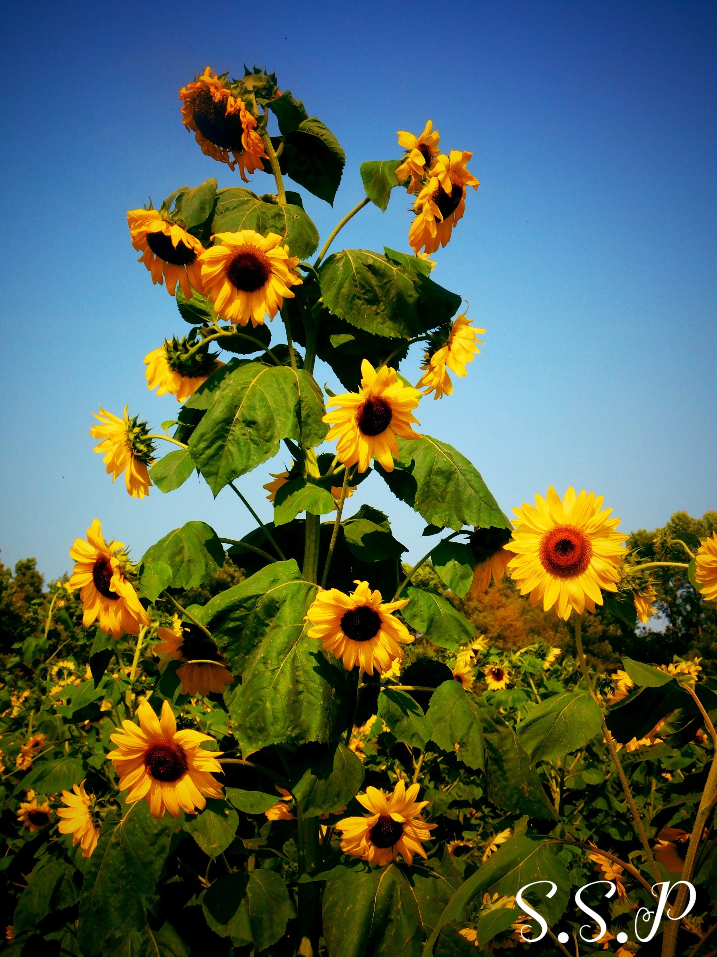 Sunflower2_Watermarked.jpg
