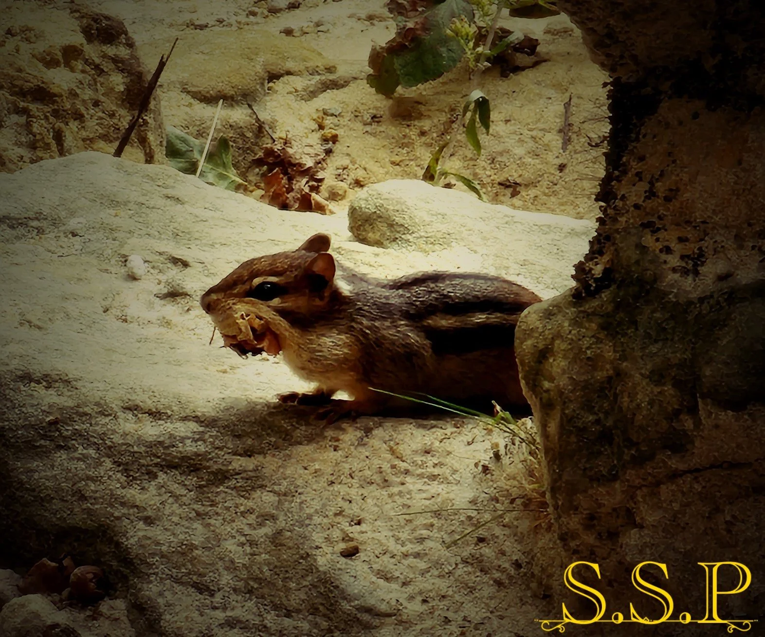 Chimpmunk_Watermarked.jpg