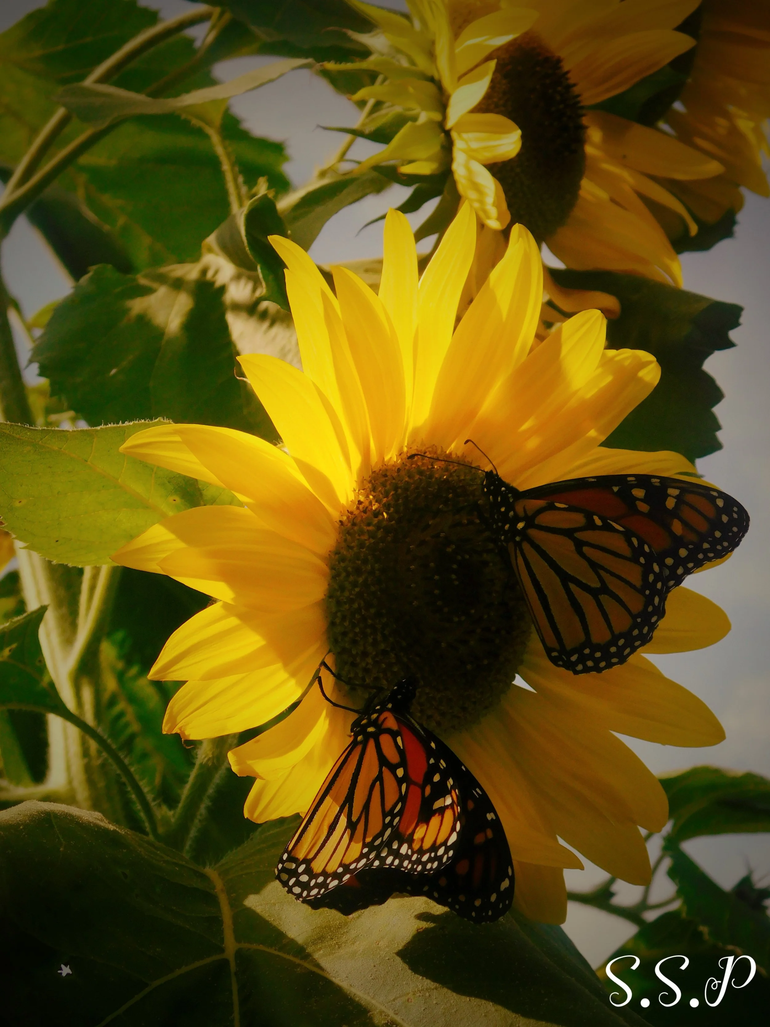 Sunflower1Butterflys_Watermarked.jpg