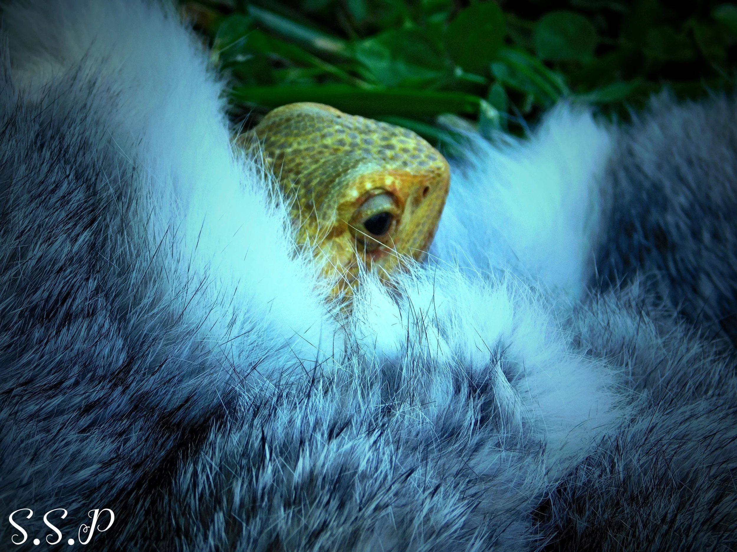 DSCN1115_Watermarked.jpg