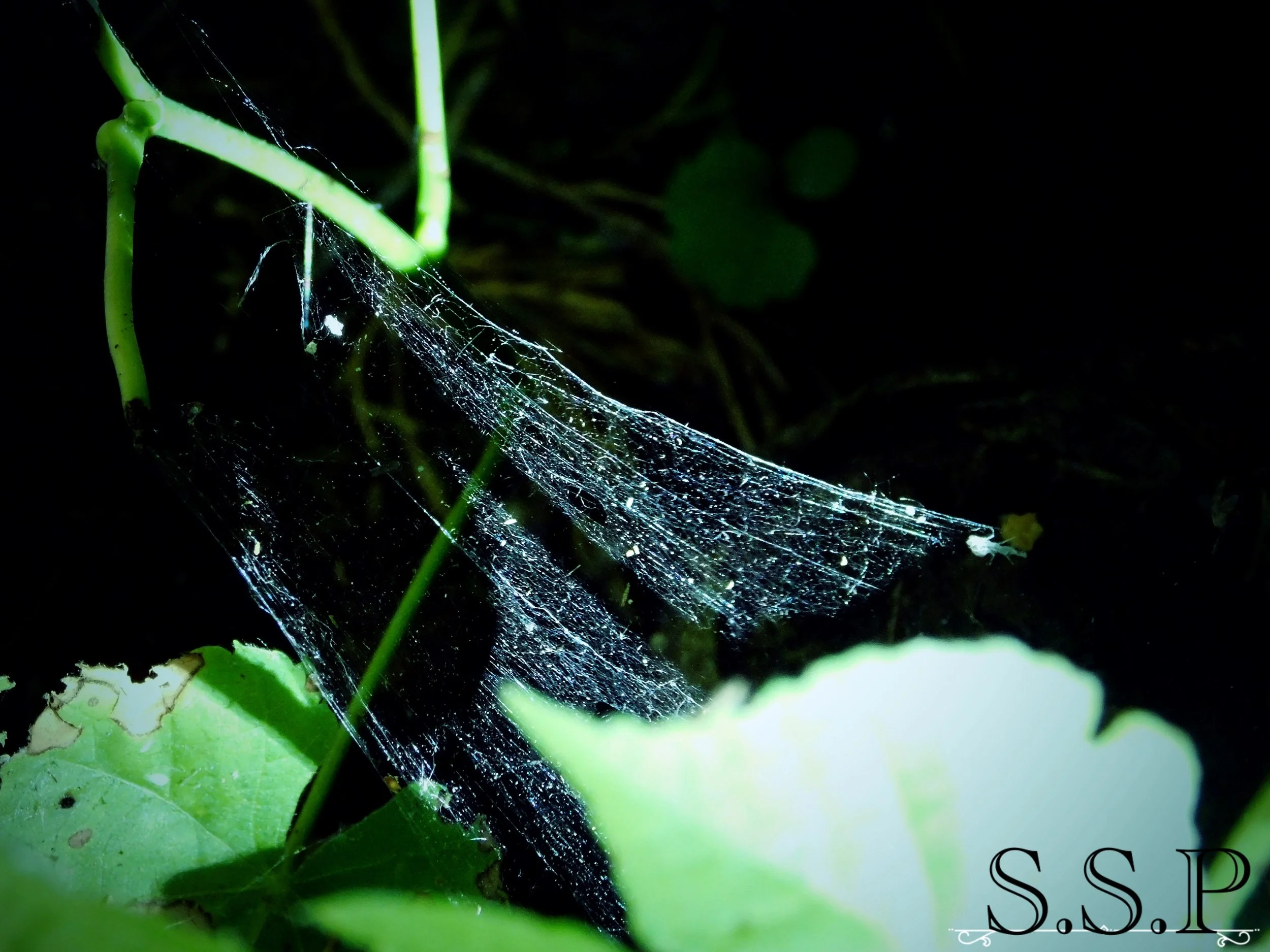 spiderweb1_Watermarked.jpg