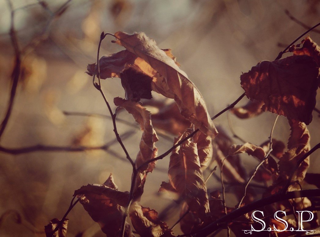 Leaf_Watermarked.jpg