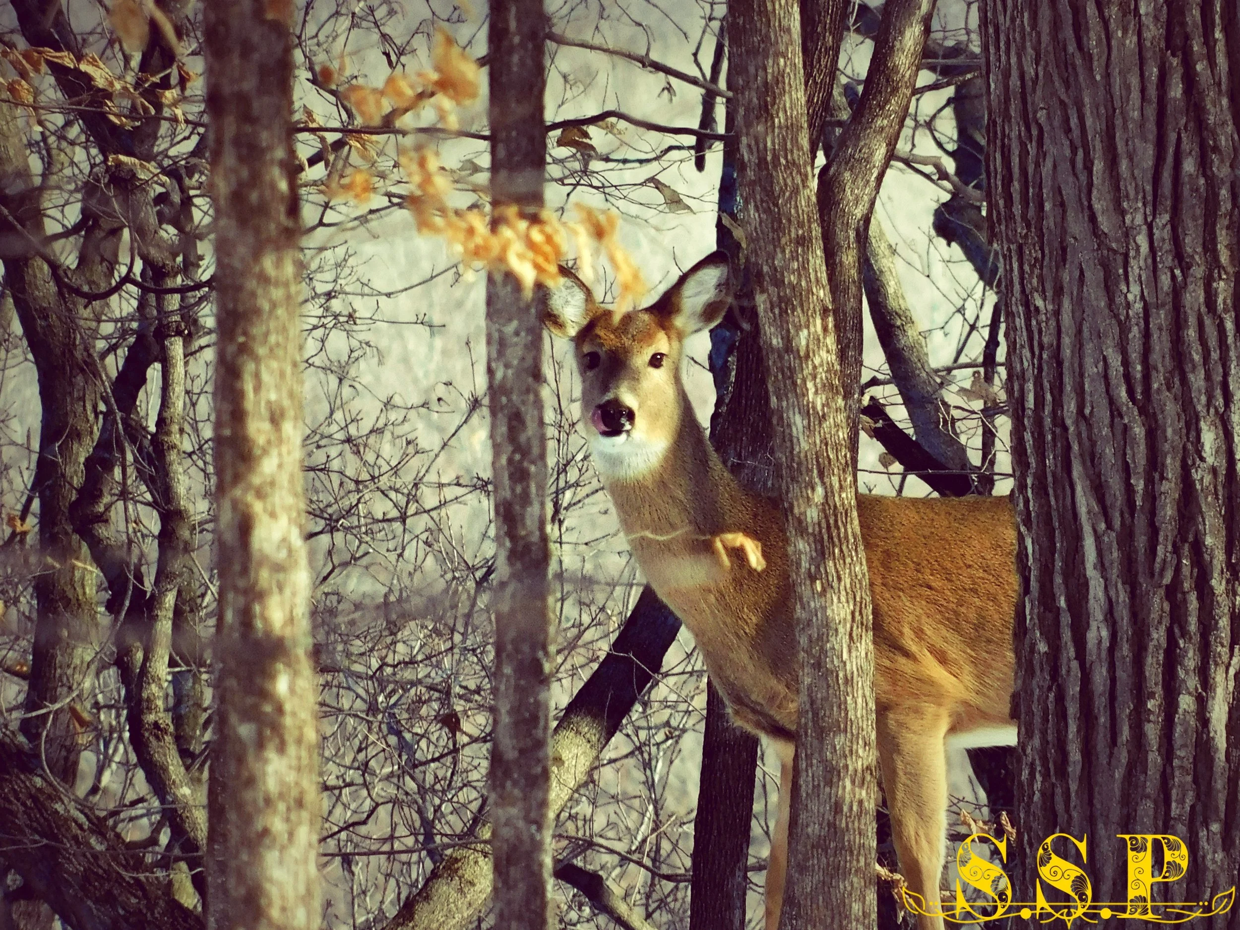 Deer 1_Watermarked.jpg
