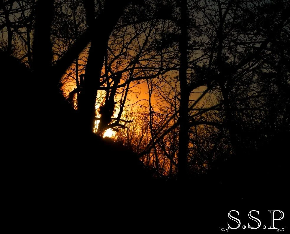 Sunny Dark_Watermarked.jpg