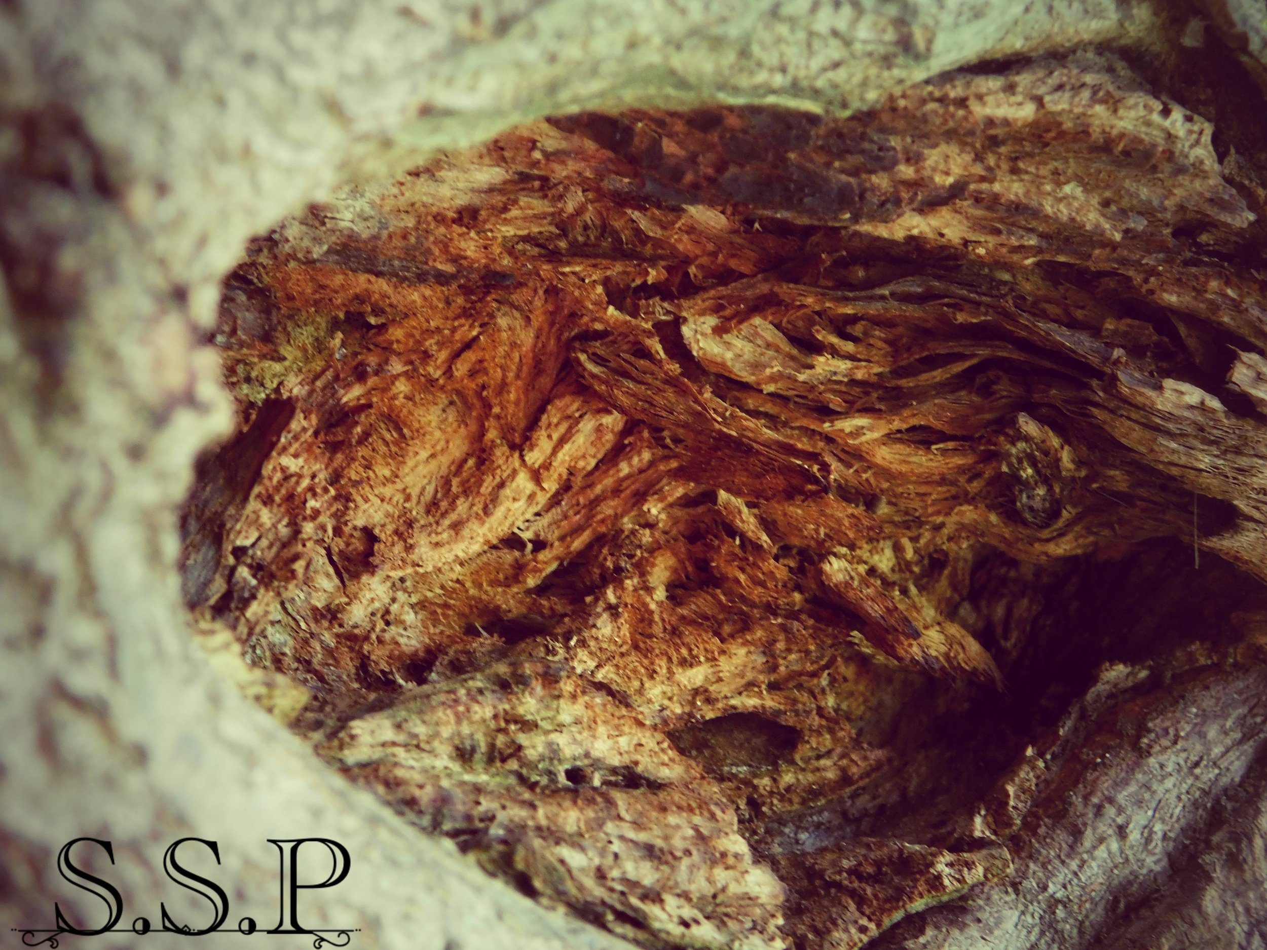 Tree_Watermarked.jpg