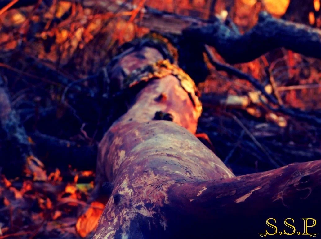 Branch of Life_Watermarked.jpg