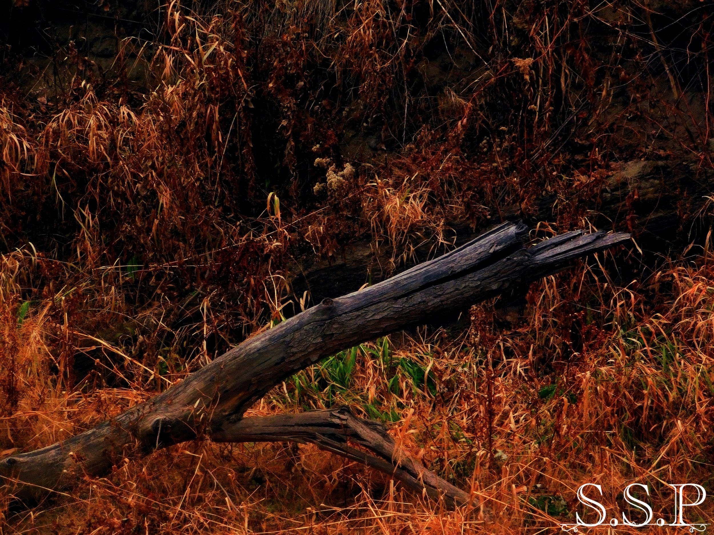 New Image2_Watermarked.jpg