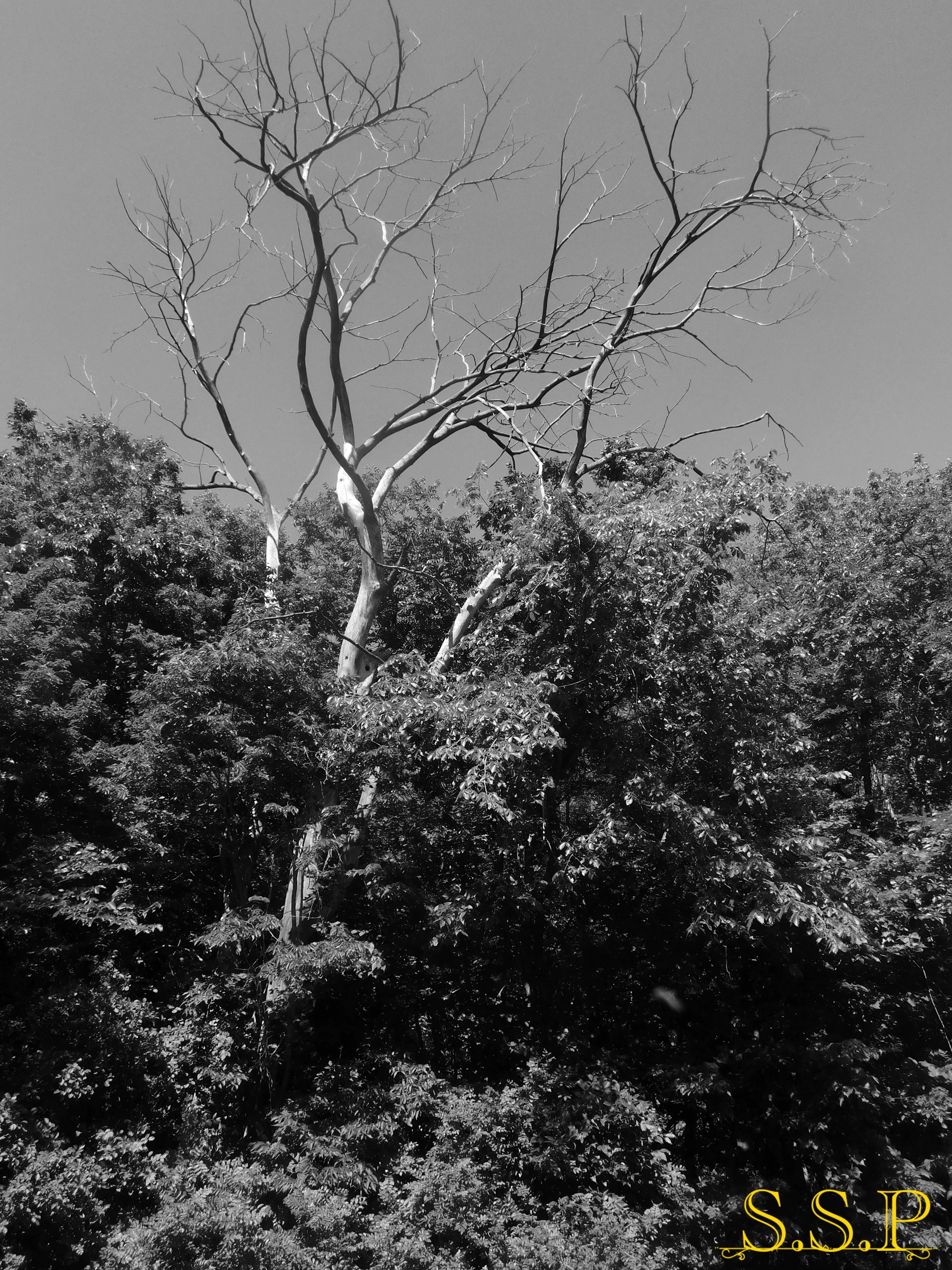 deadtree_Watermarked.jpg
