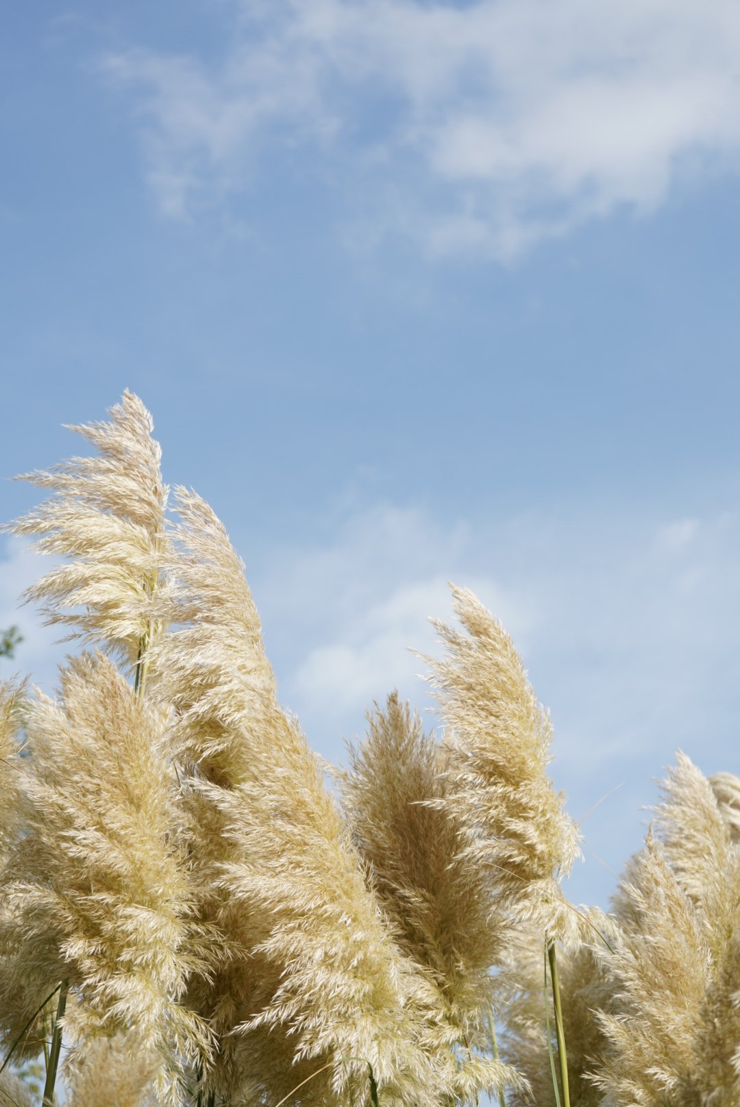 Tall golden pampas grass plumes swaying beneath a blue sky