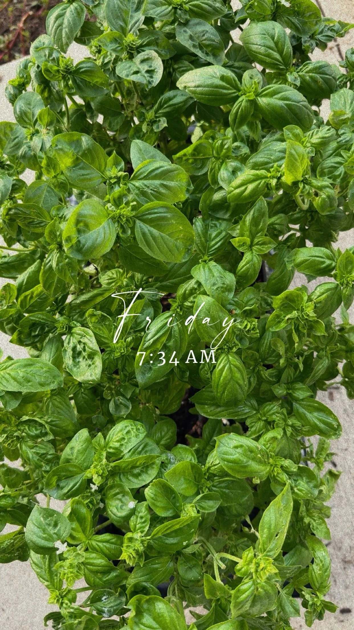 Close-up of fresh basil plants.