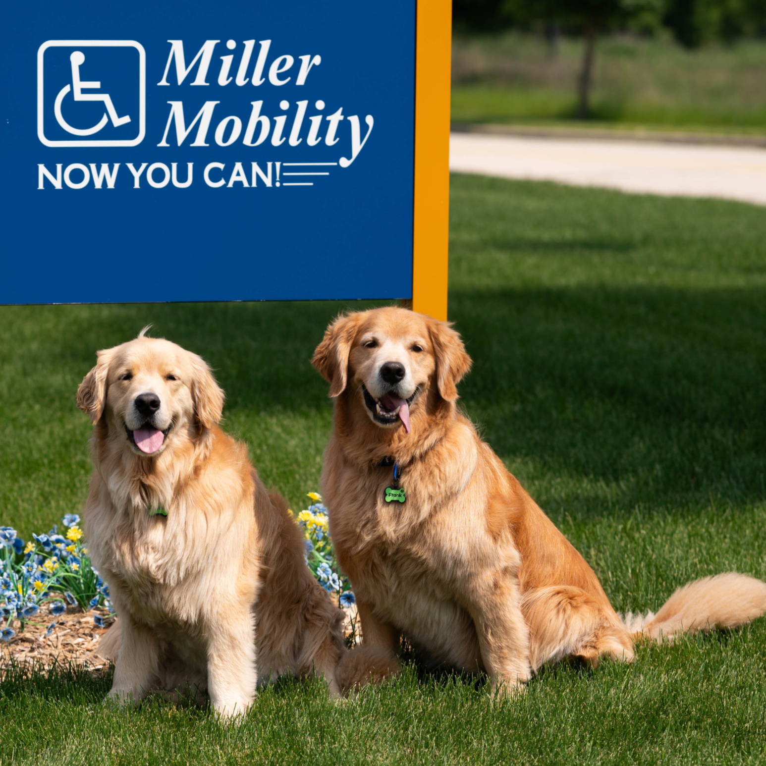 Two golden retriever guide dogs sitting on grass in front of a blue Miller Mobility sign with a wheelchair symbol and the phrase "NOW YOU CAN!". One dog has a green collar with a tag that says "Frank".