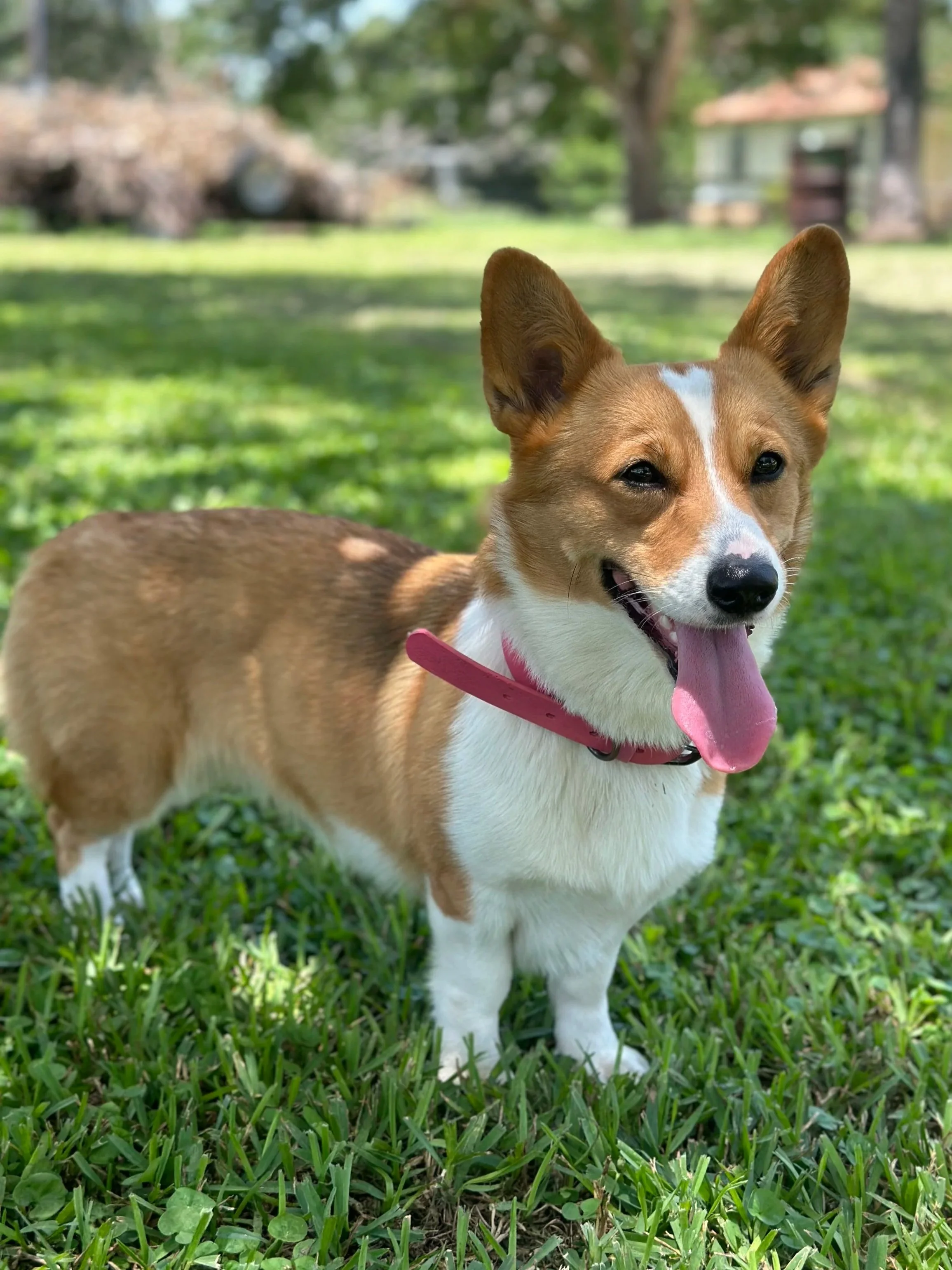 Happy and energetic Pembroke Welsh Corgi dog standing on green grass with a blurred outdoor background, sticking out its tongue.