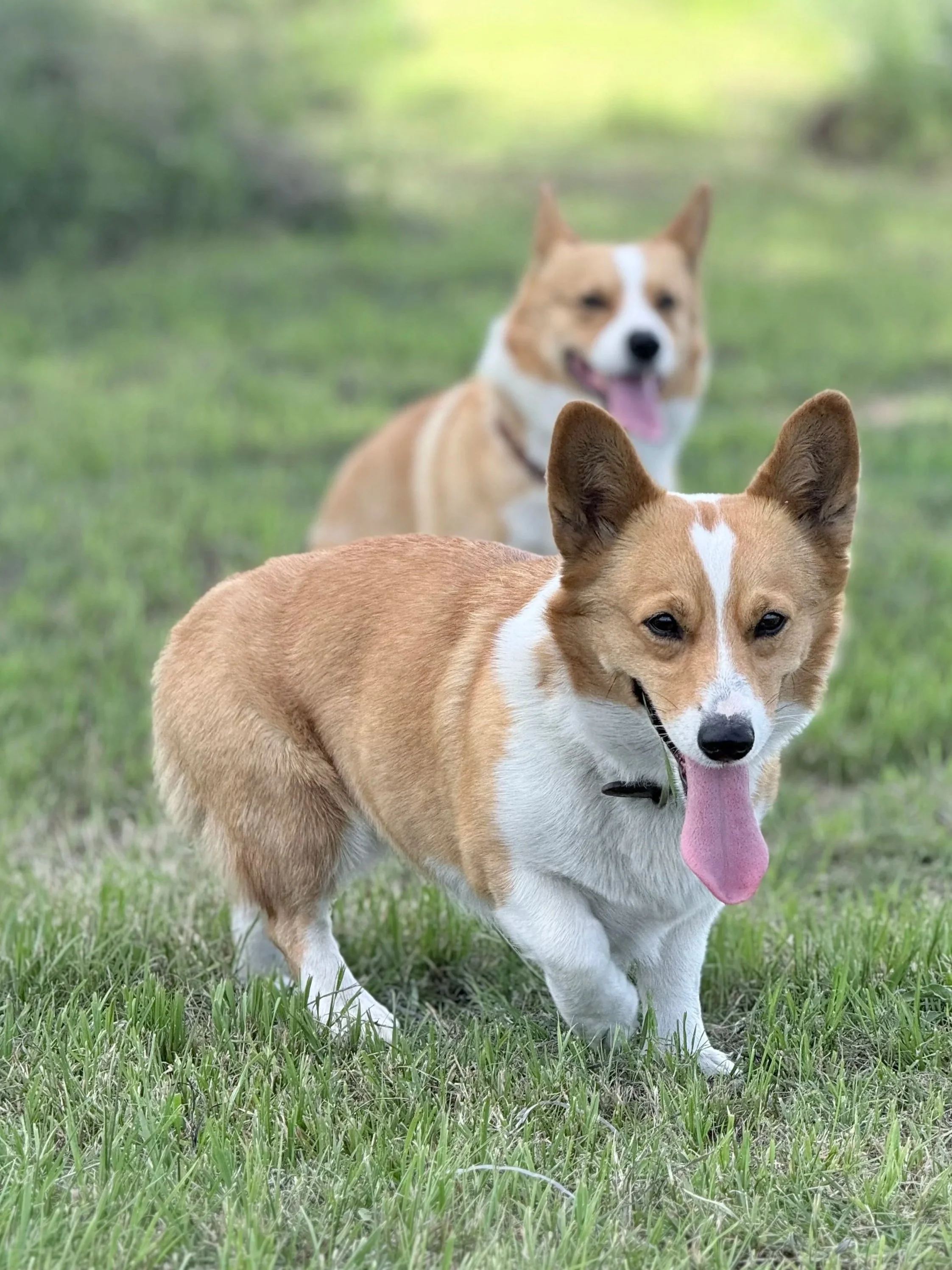 A brown and white corgi dog with its tongue hanging out, walking on green grass in a natural outdoor setting, with another similar dog in the background.