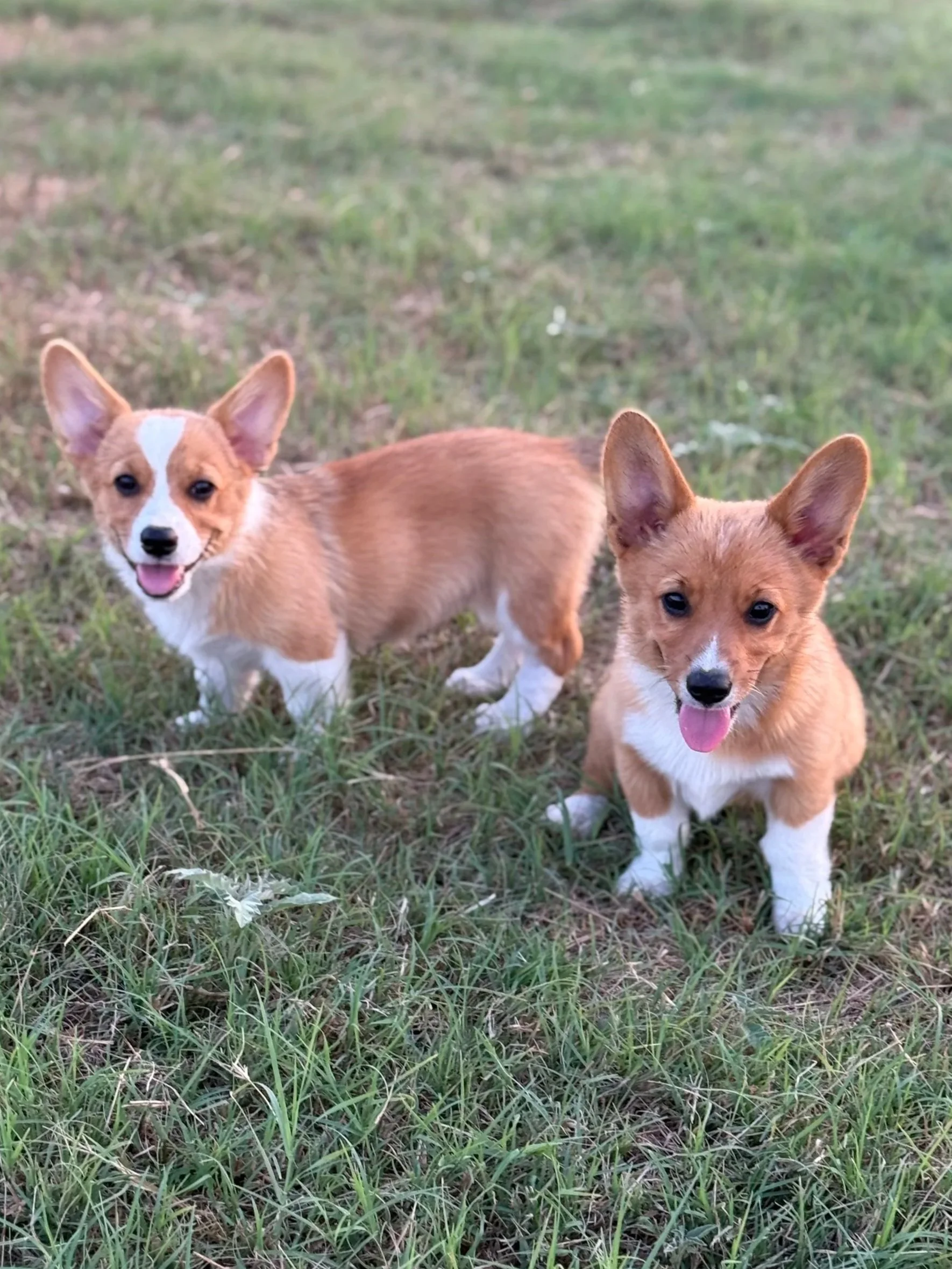 Two adorable Pembroke Welsh Corgis puppies with brown and white fur standing on green grass in an outdoor setting.