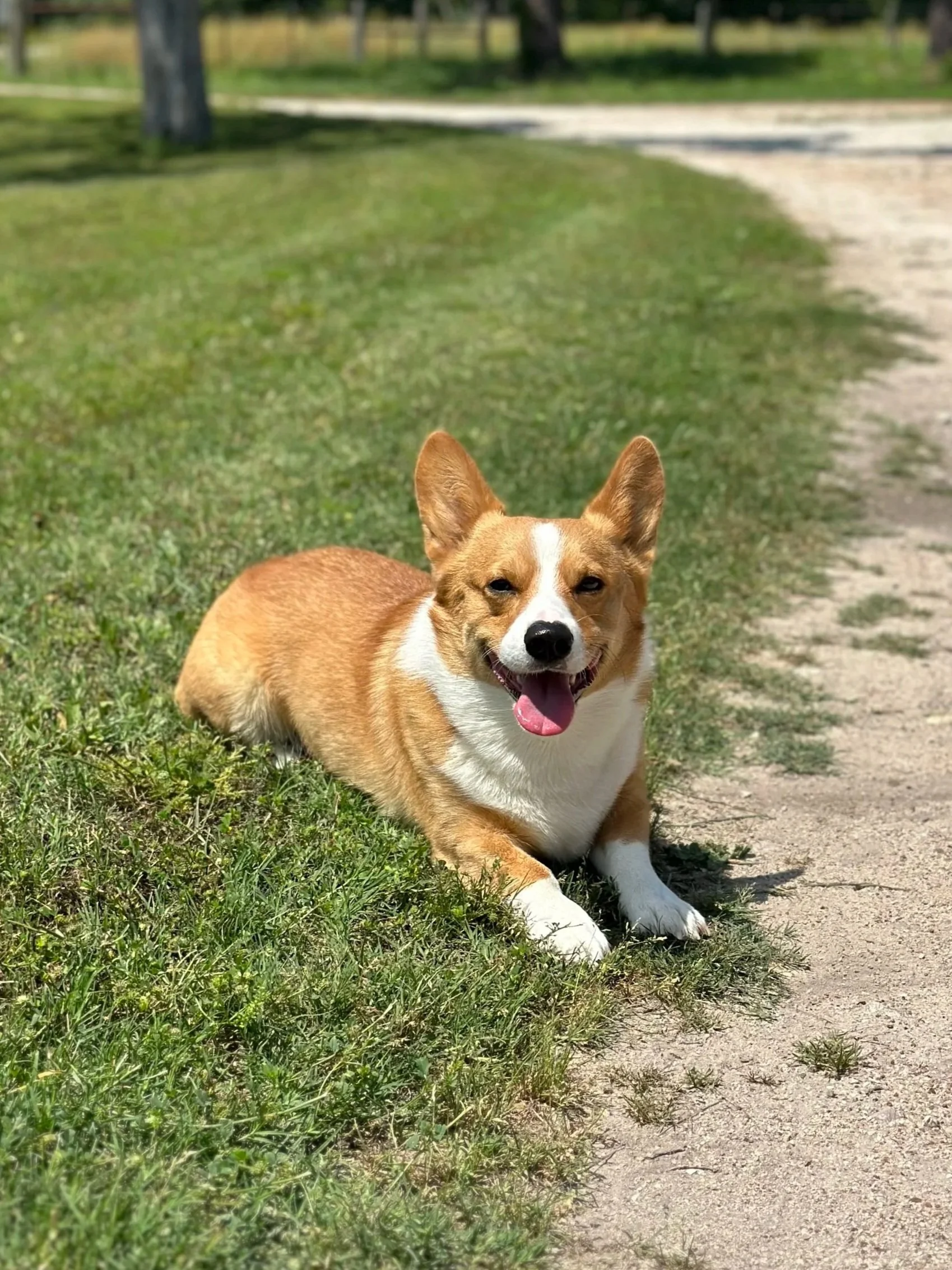A happy Corgi dog lying on the grass and dirt path in a park with trees in the background.