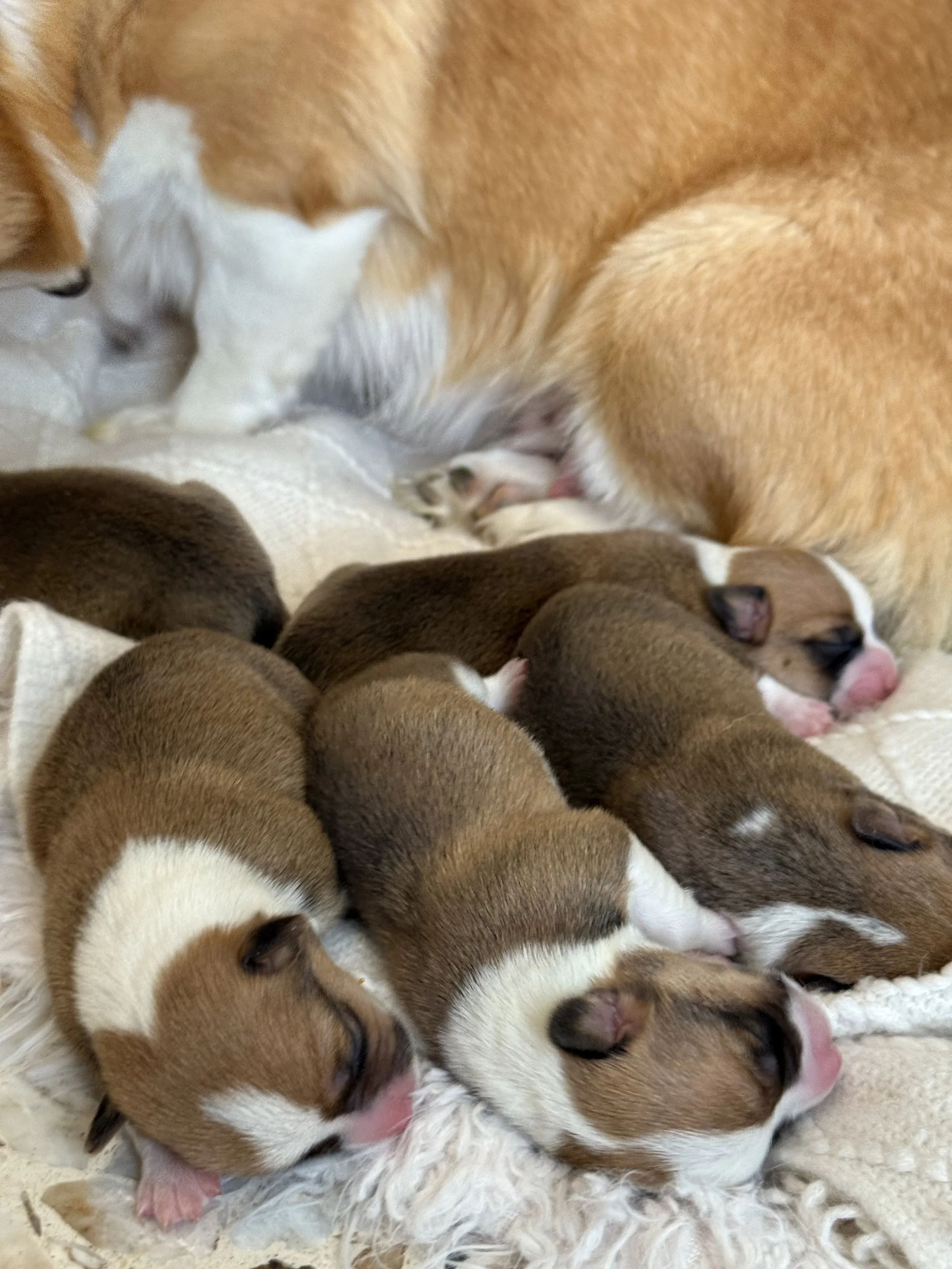 Multiple newborn puppies, mostly brown with white markings, sleeping closely together on a soft surface.