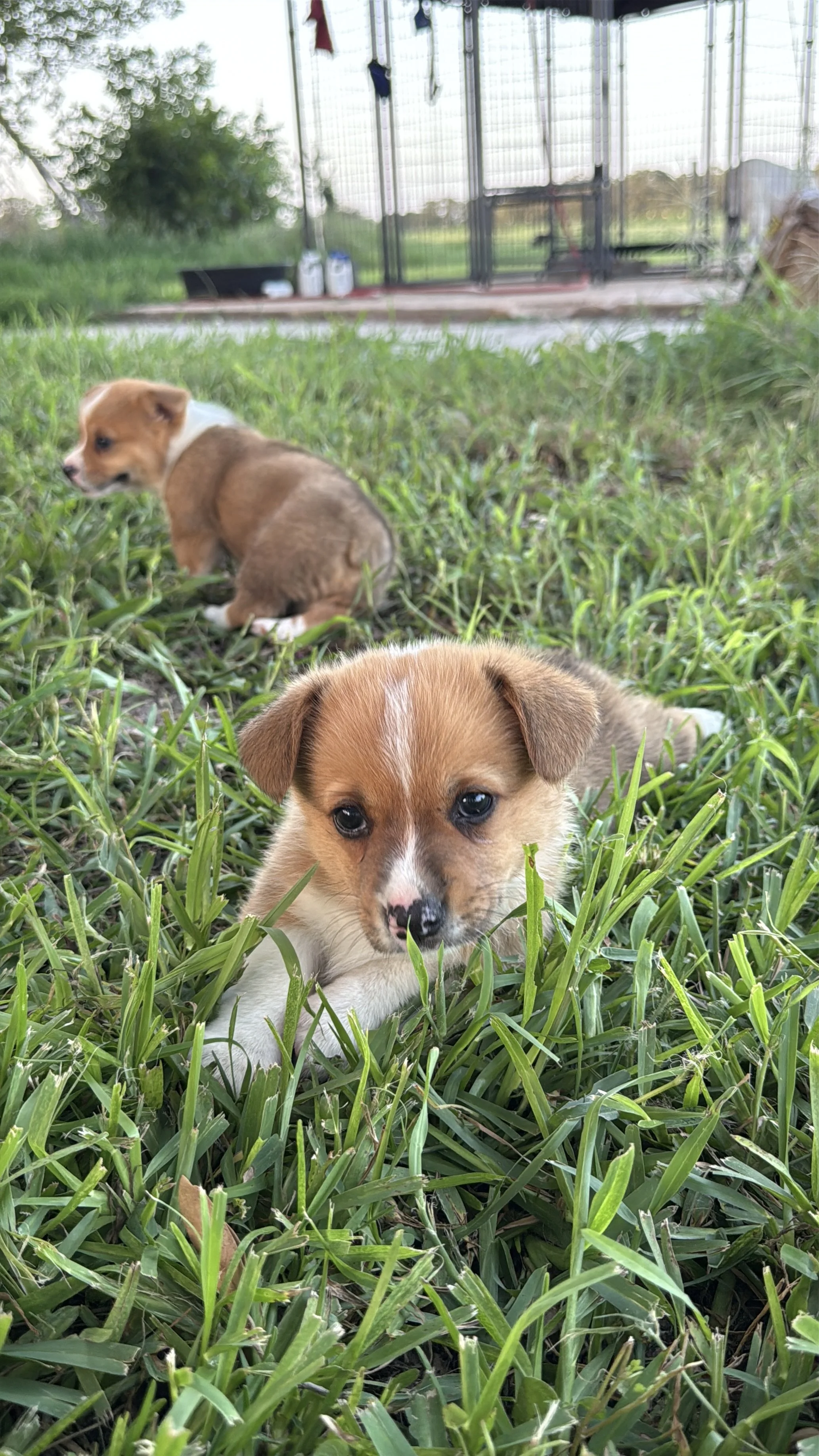 Two puppies with brown and white fur lying in green grass, with a fenced enclosure and trees in the background.
