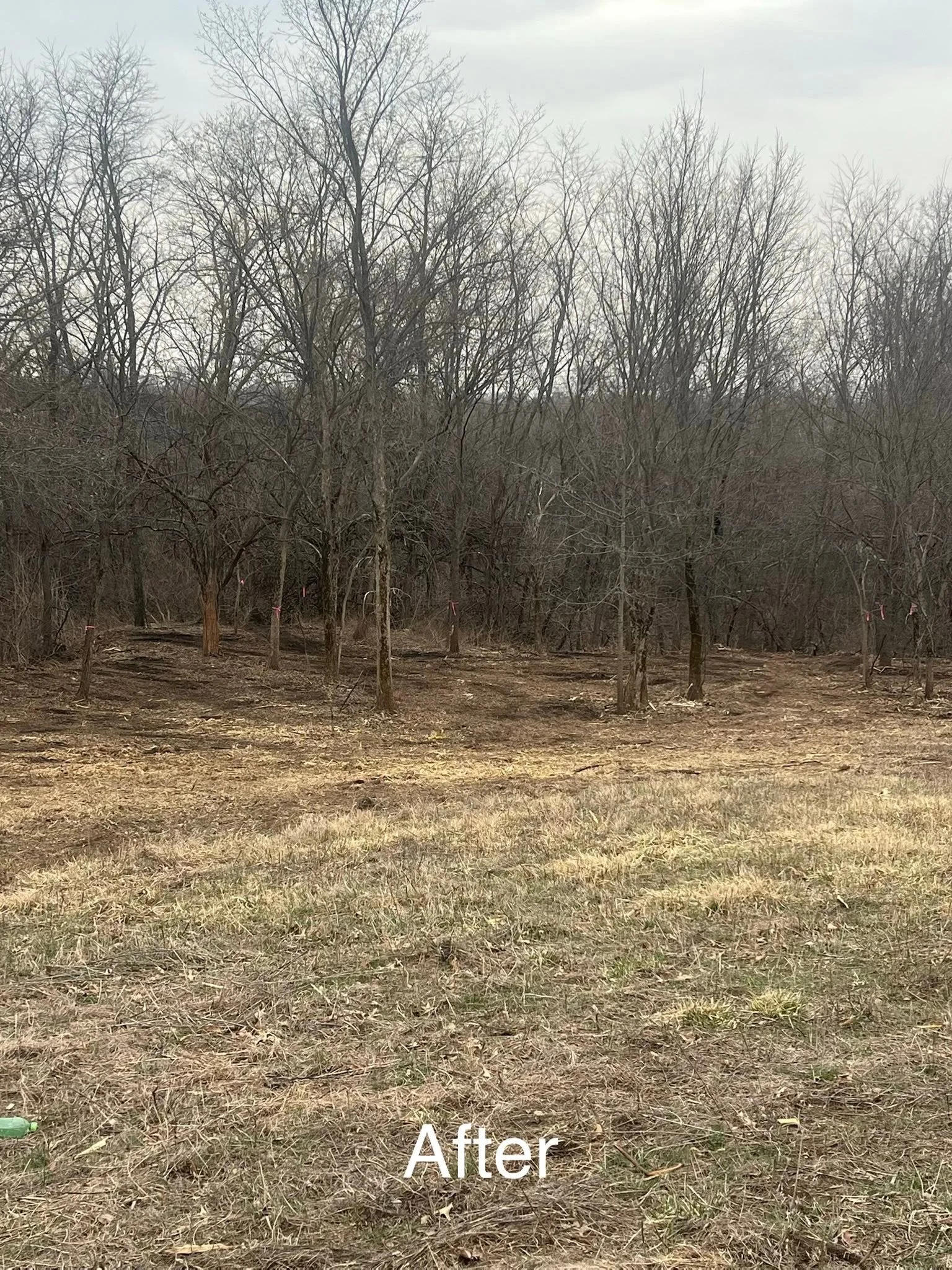 A cleared and clean patch of land with a grassy foreground and leafless trees in the background, showing a post-cleanup scene.