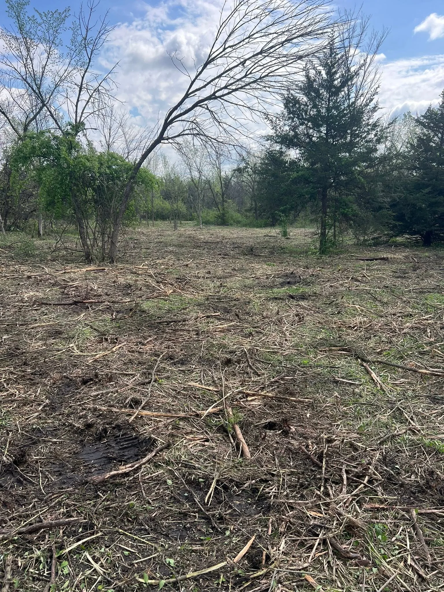 A forested area with several leafless trees, some evergreen trees, and a partly cloudy sky.