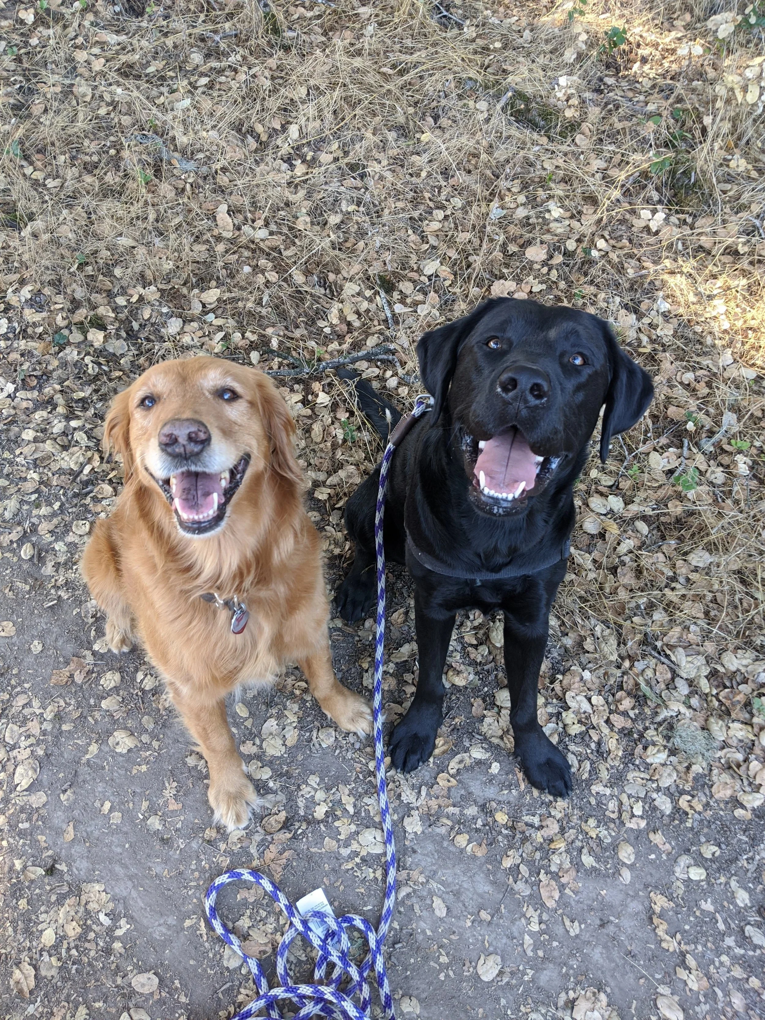 Two dogs, one golden retriever and one black Labrador retriever, standing outdoors on a trail with dry leaves and dirt, looking up at the camera with open mouth.