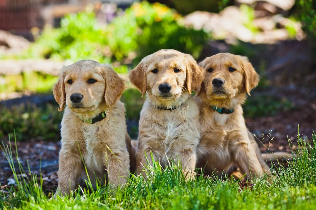 Three golden retriever puppies sitting on grass outdoors with green foliage in the background.