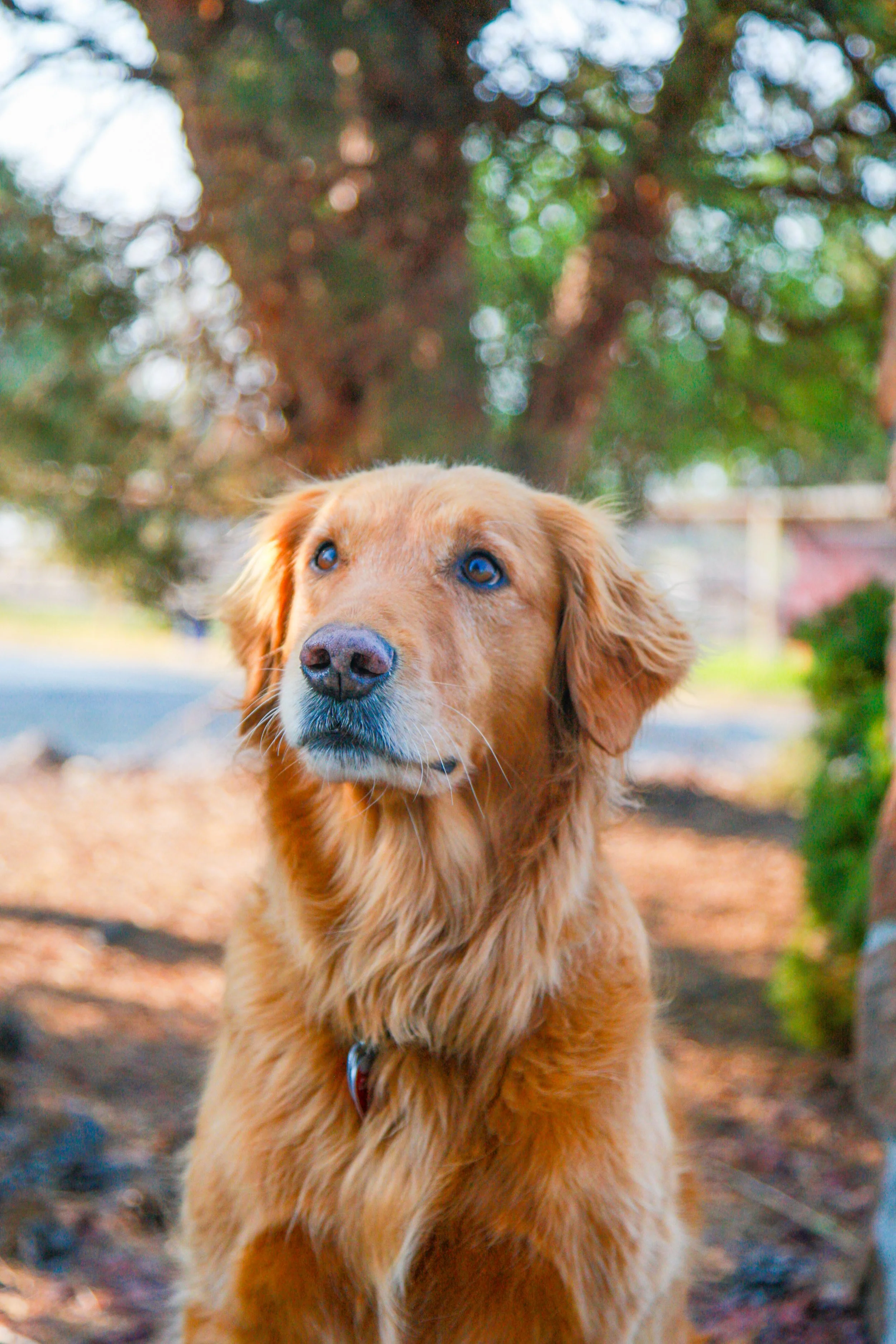 A golden retriever sitting outdoors with a blurred background of trees and sunlight.