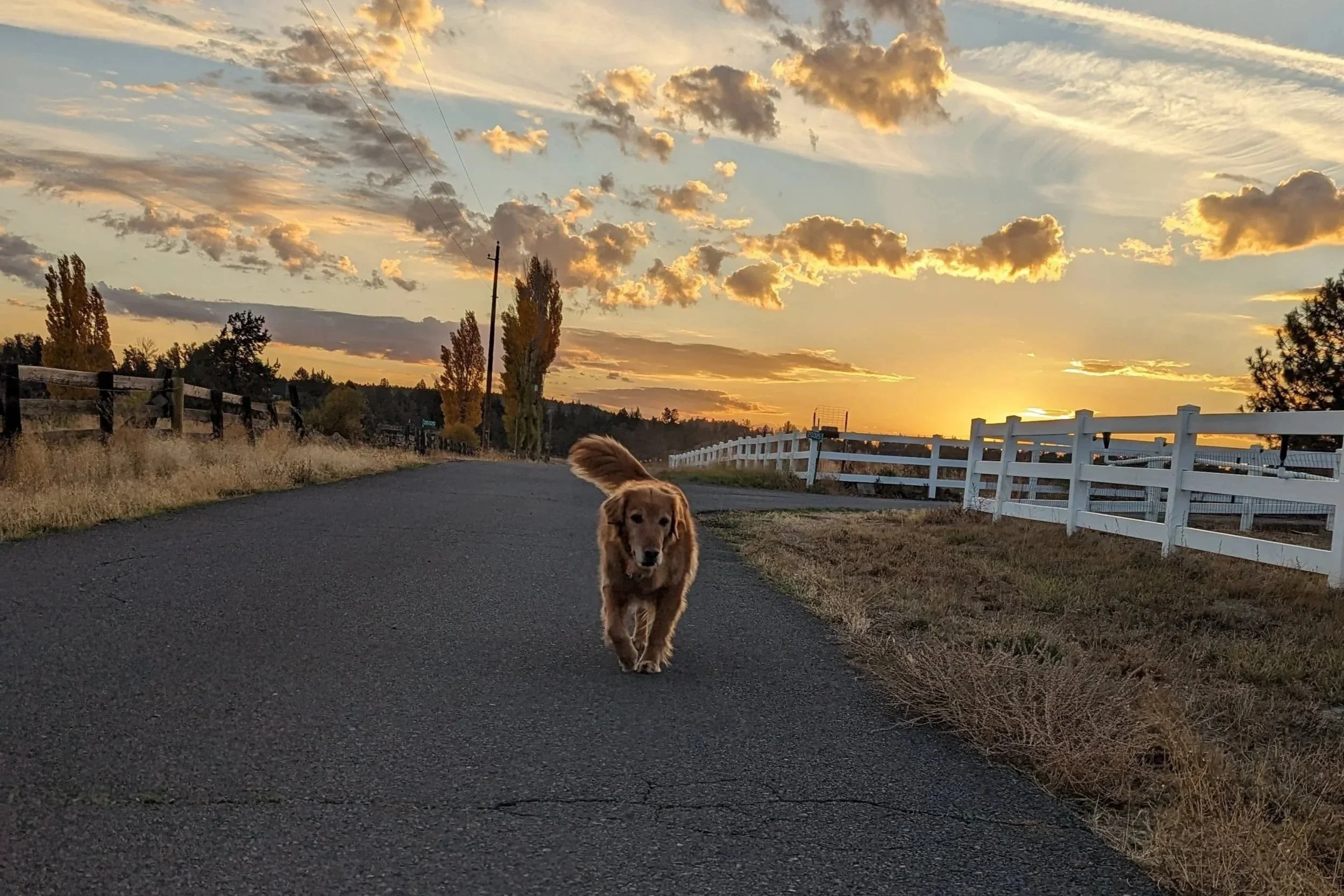 A golden retriever dog walking on a paved country road during sunset, with a white fence on the right side, trees and power poles in the background, and a sky filled with orange and yellow clouds.