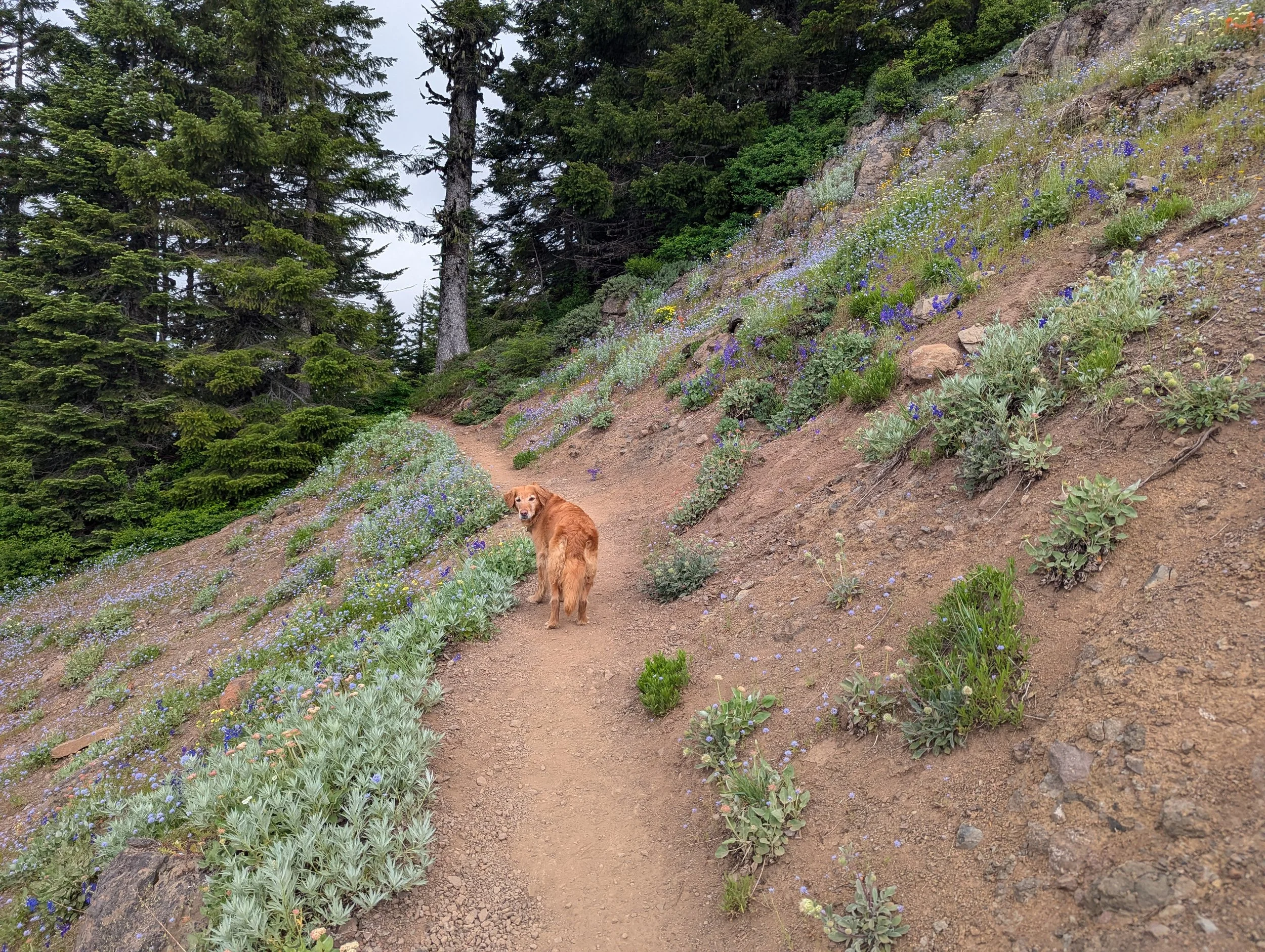 A dirt trail winds through a forested hillside with tall evergreen trees and colorful wildflowers, including blue and purple flowers, growing along the slope. A brown dog with a fluffy tail stands on the trail, looking towards the camera.