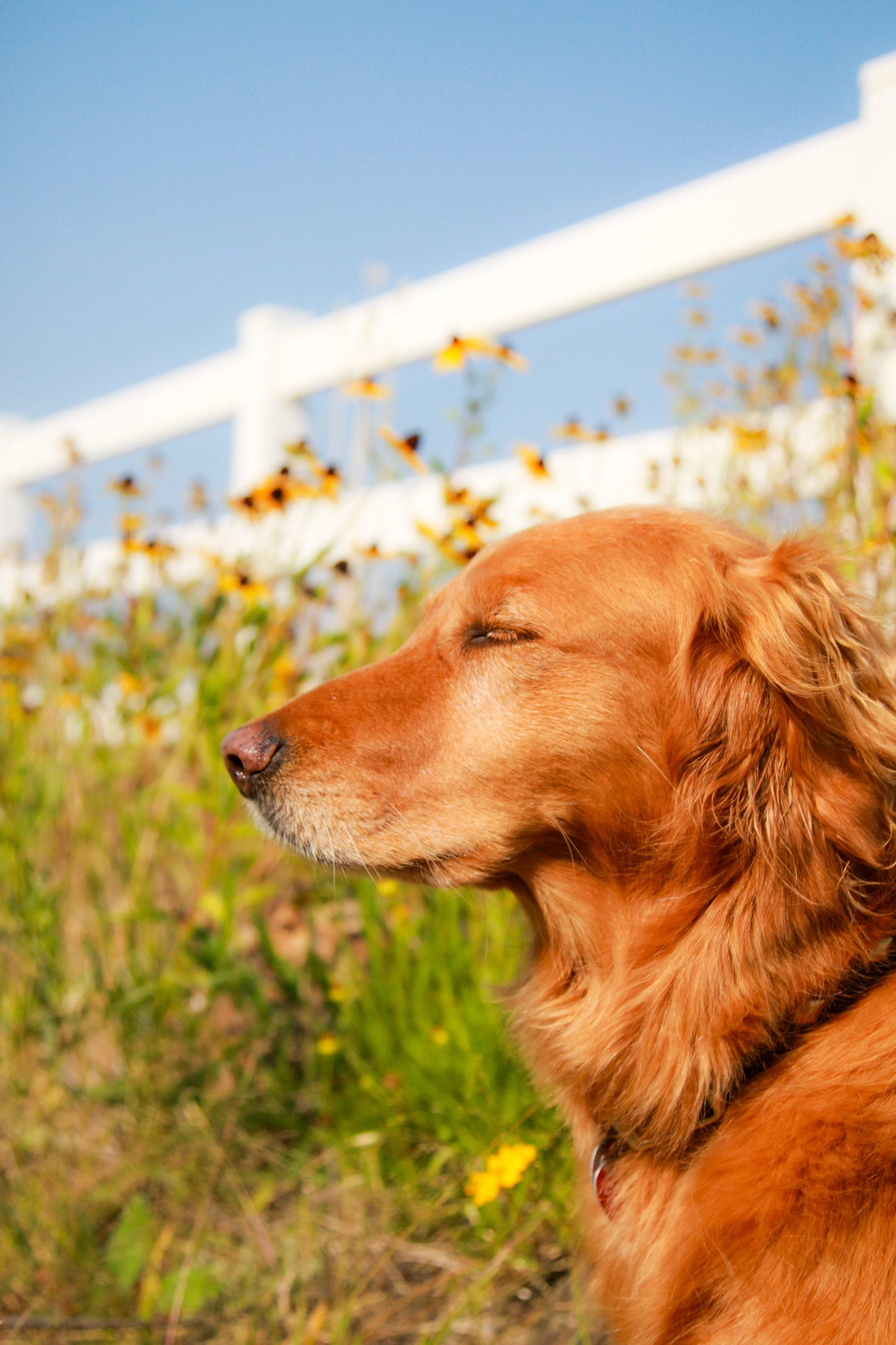 A close-up of a golden retriever dog with closed eyes outdoors in a grassy area with yellow flowers, a white fence, and a blue sky in the background.