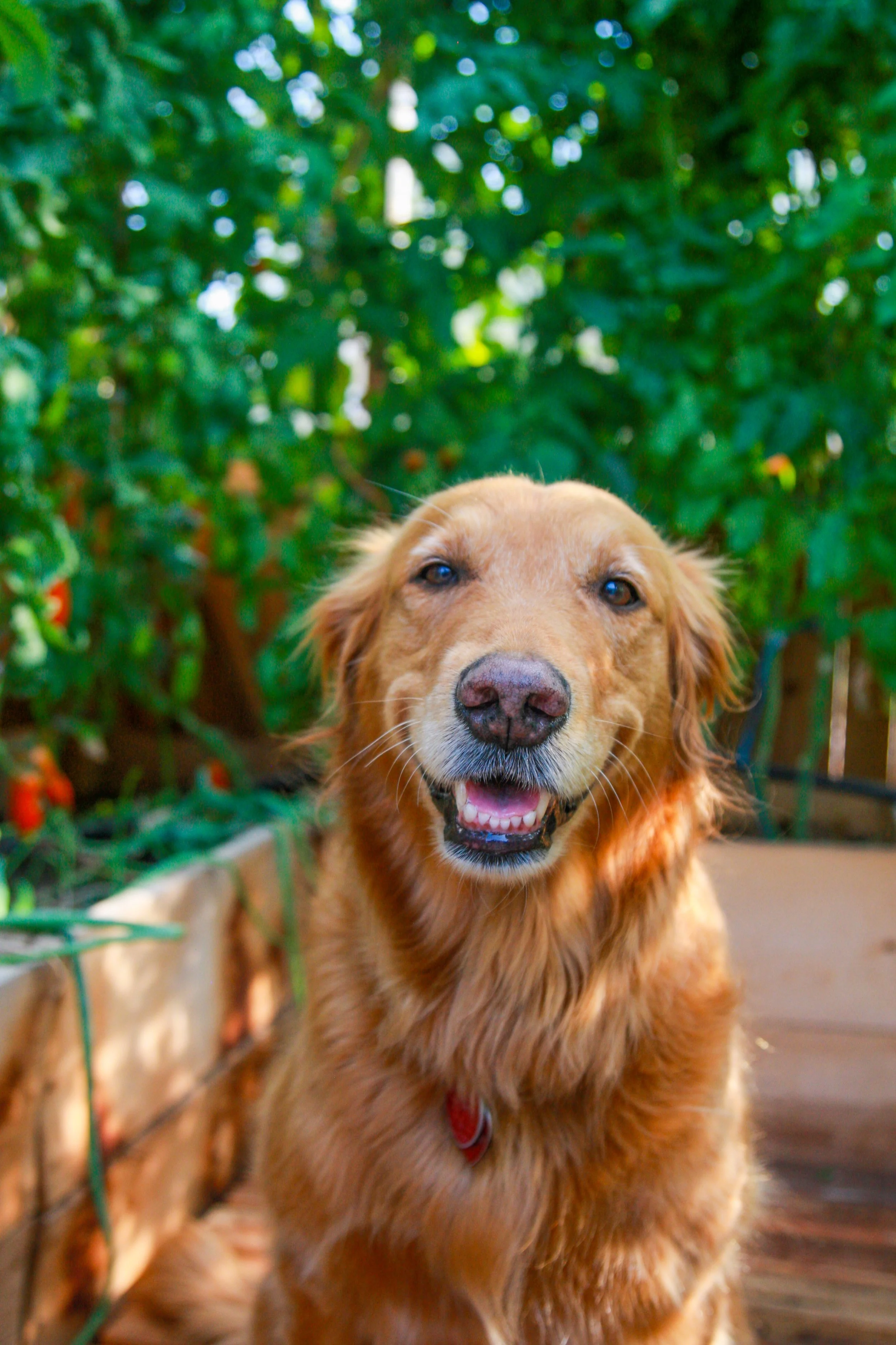 Golden retriever dog with a happy expression, standing outdoors in a garden area with green shrubs and plants in the background.